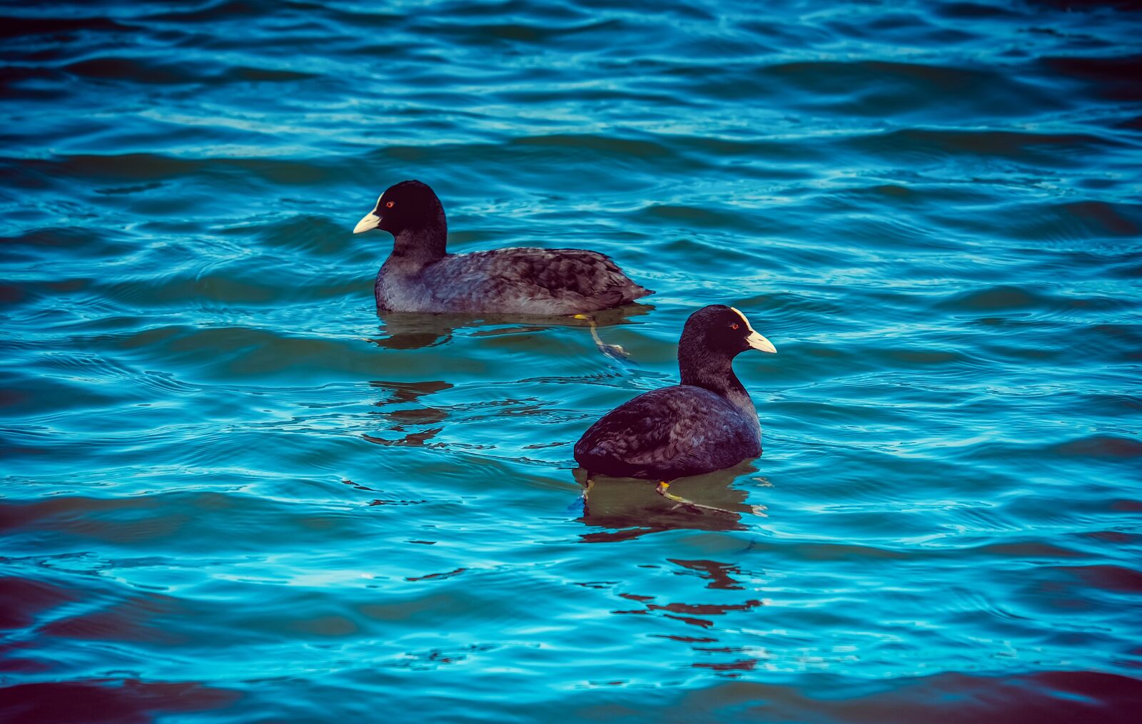 Fujifilm XF 55-200mm F3.5-4.8 R LM OIS sample photo. Coot, chicken, bird photography