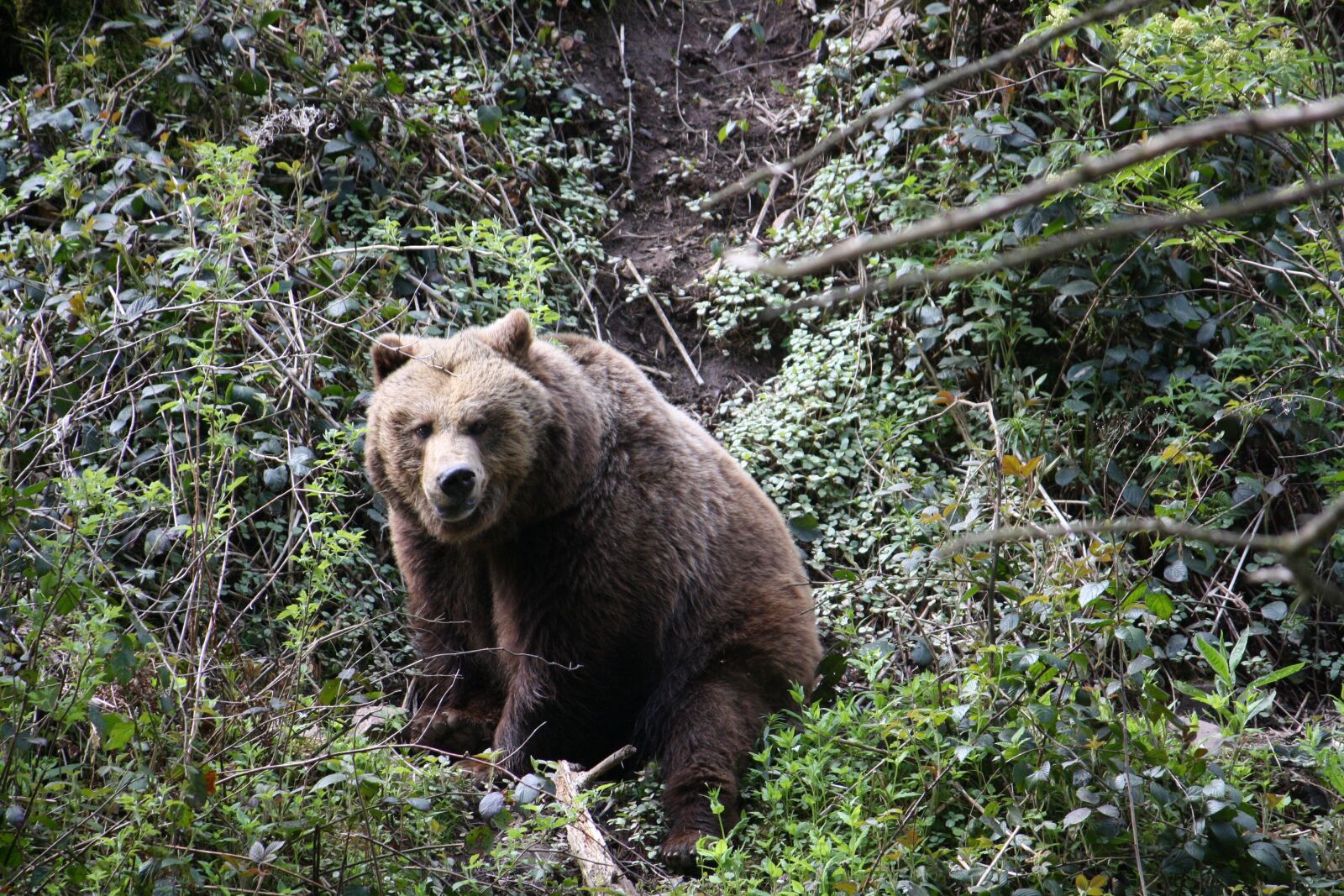 Canon EOS 1000D (EOS Digital Rebel XS / EOS Kiss F) sample photo. Bear, mammal, nature photography