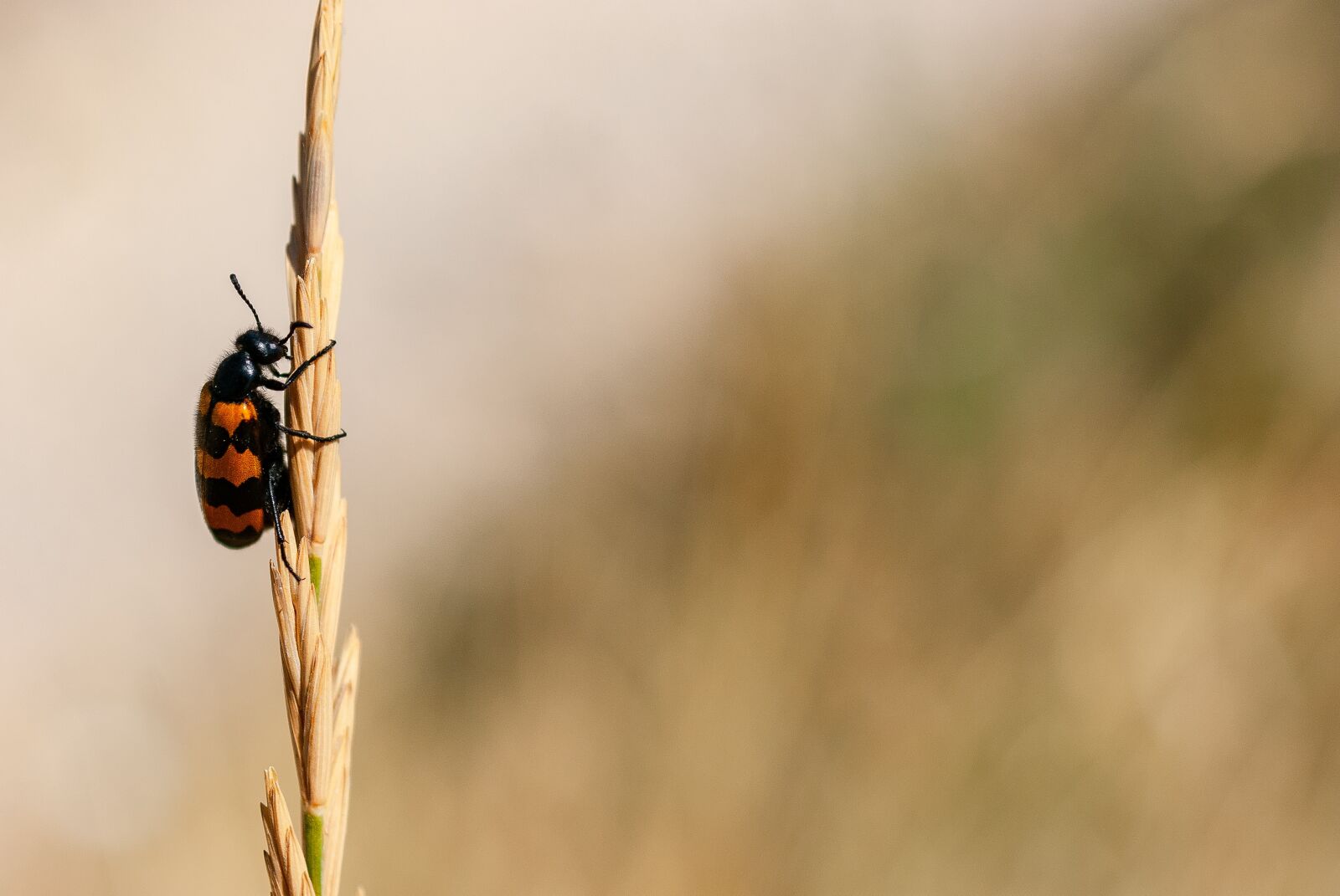 Nikon D80 sample photo. Nicrophoru, nicrophorus, americanus photography
