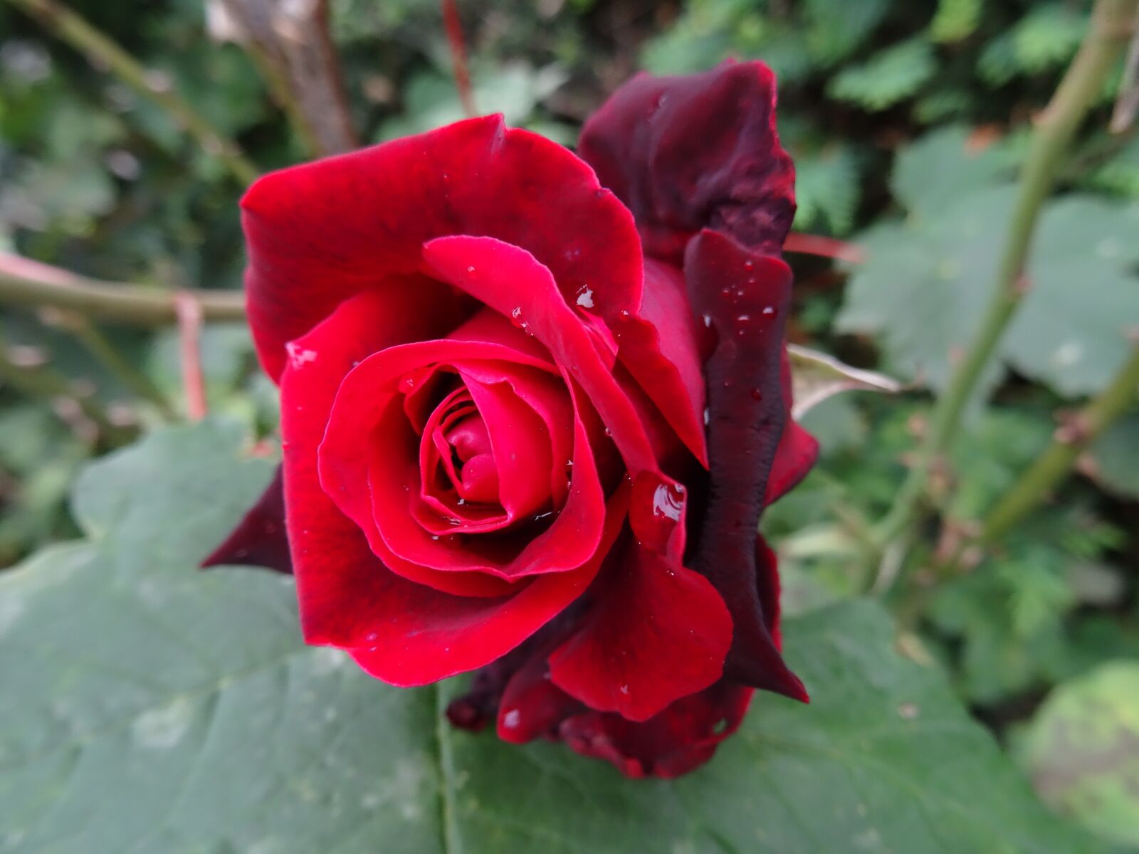 Sony DSC-HX50 sample photo. Rose, garden, blooming photography