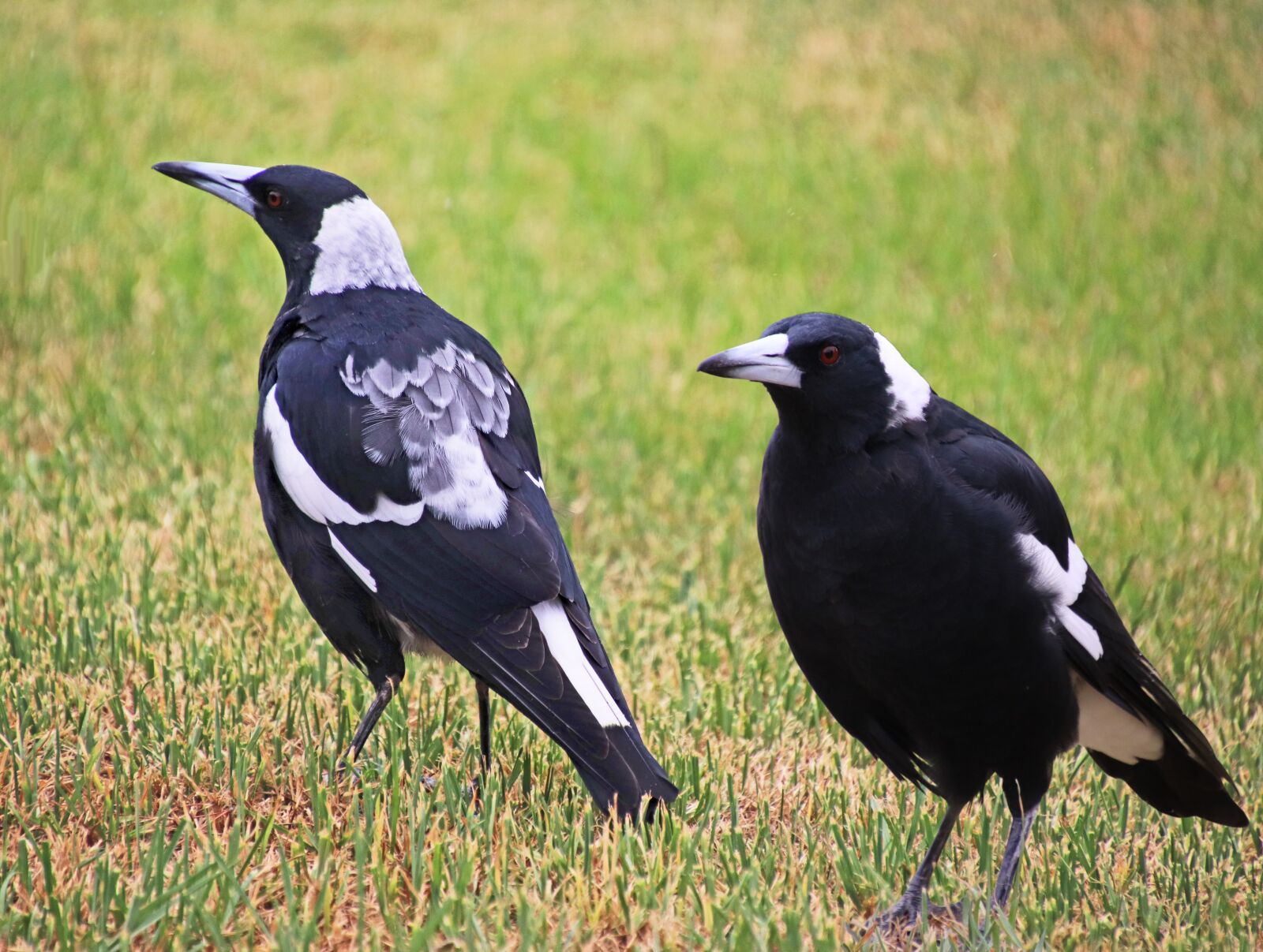 Canon EOS 800D (EOS Rebel T7i / EOS Kiss X9i) sample photo. Birds, australian, native photography