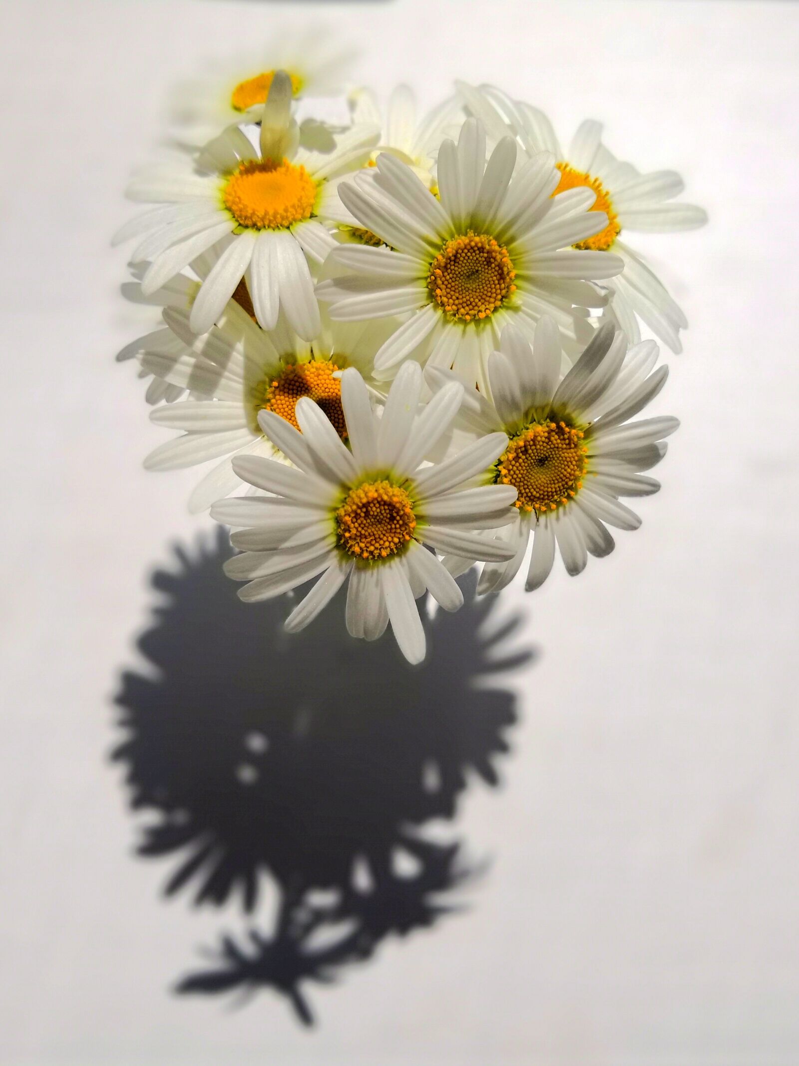 HUAWEI Honor View 10 sample photo. Flower, bouquet, marguerite photography