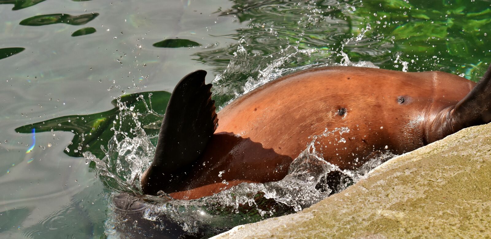 Nikon D7200 sample photo. Seal, sea lion, water photography