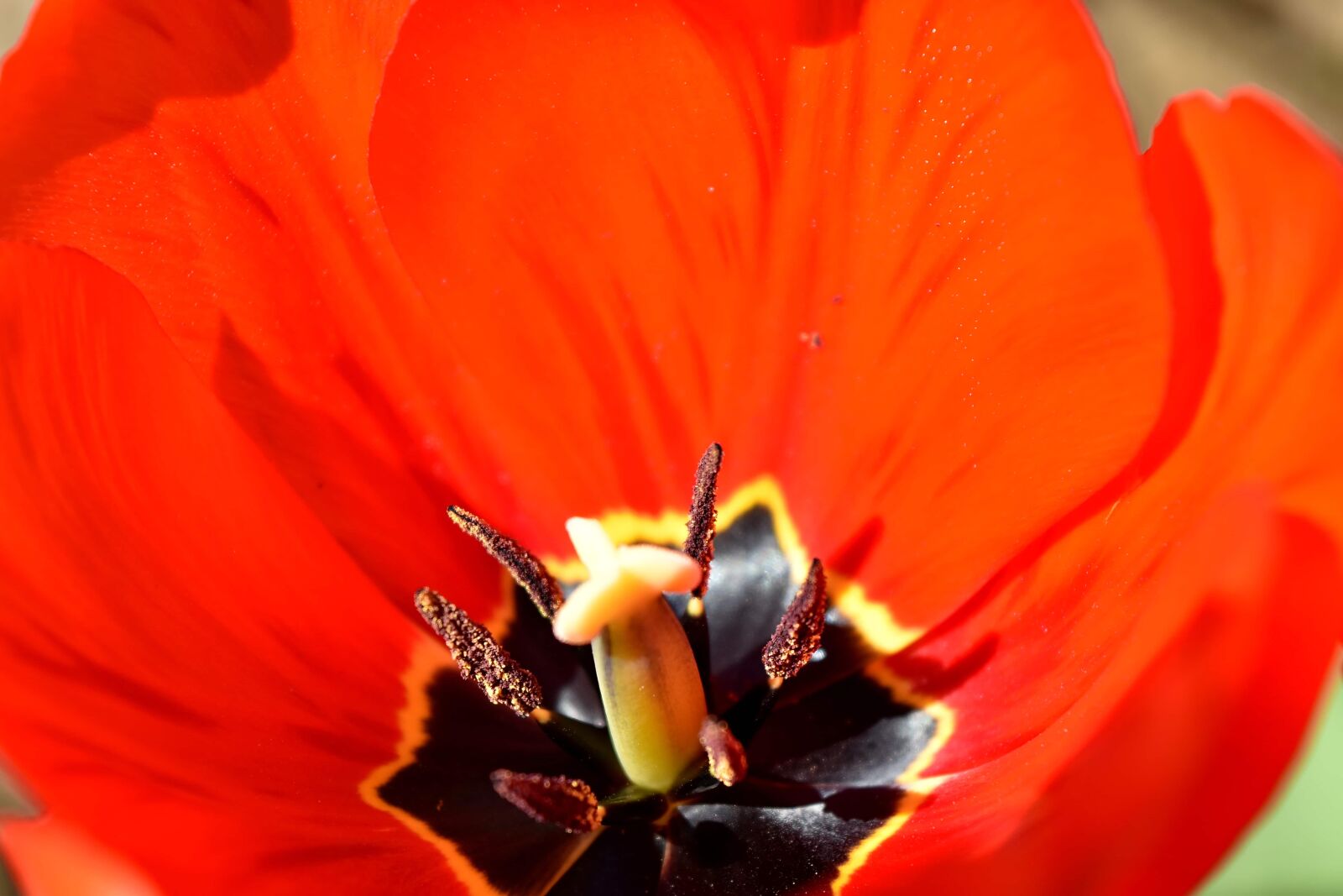 Nikon D5500 sample photo. Petals, pistil, pollen, pollination photography