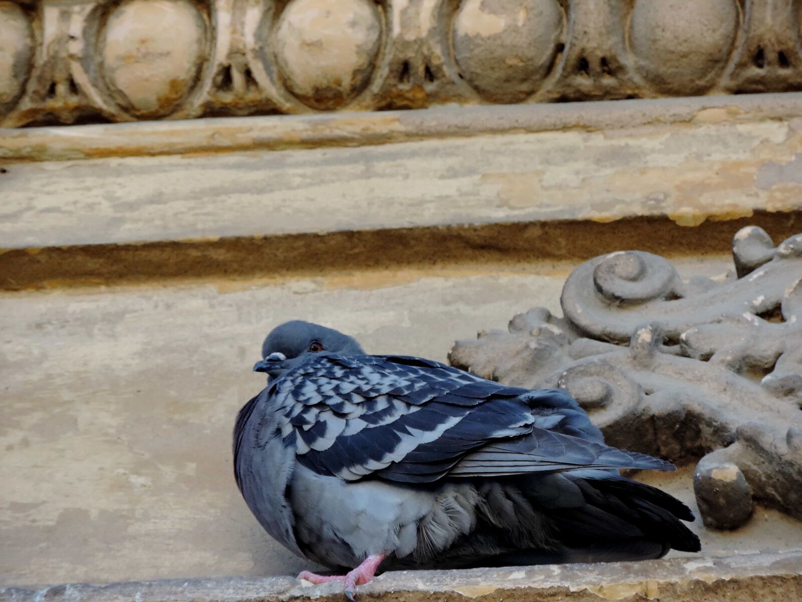 Nikon Coolpix P520 sample photo. Facade, pigeon, wildlife, beak photography