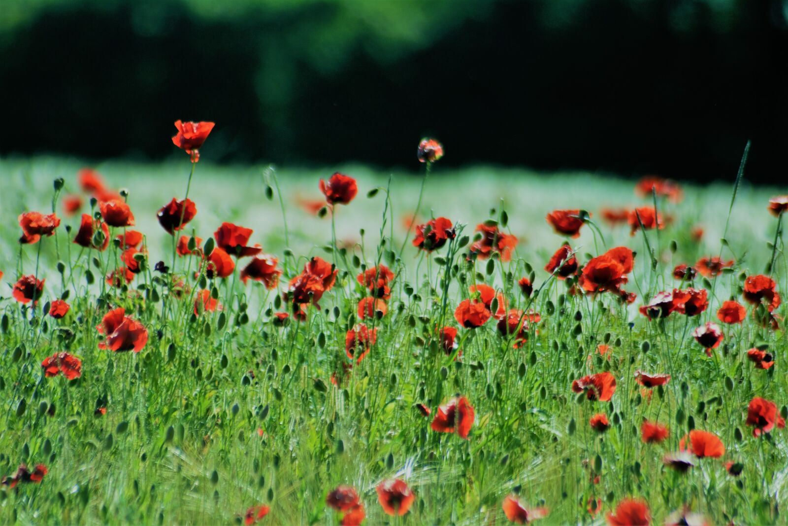 Nikon D7100 sample photo. Summer, sol, landscape photography