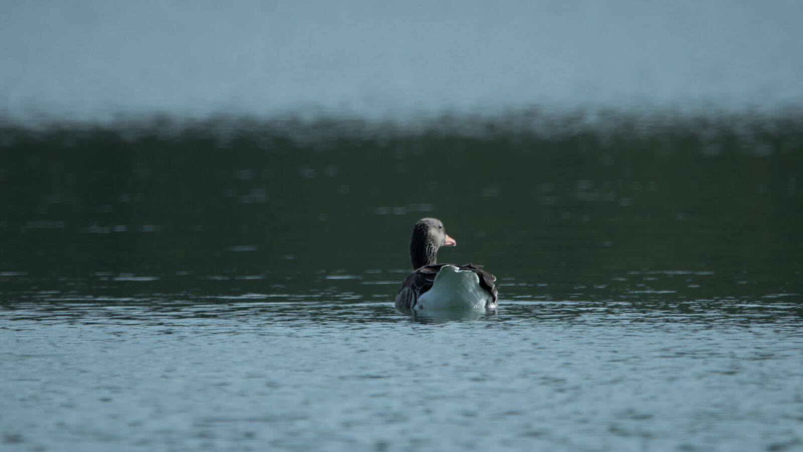 150-600mm F5-6.3 DG OS HSM | Contemporary 015 sample photo. Lake, geese, nature photography