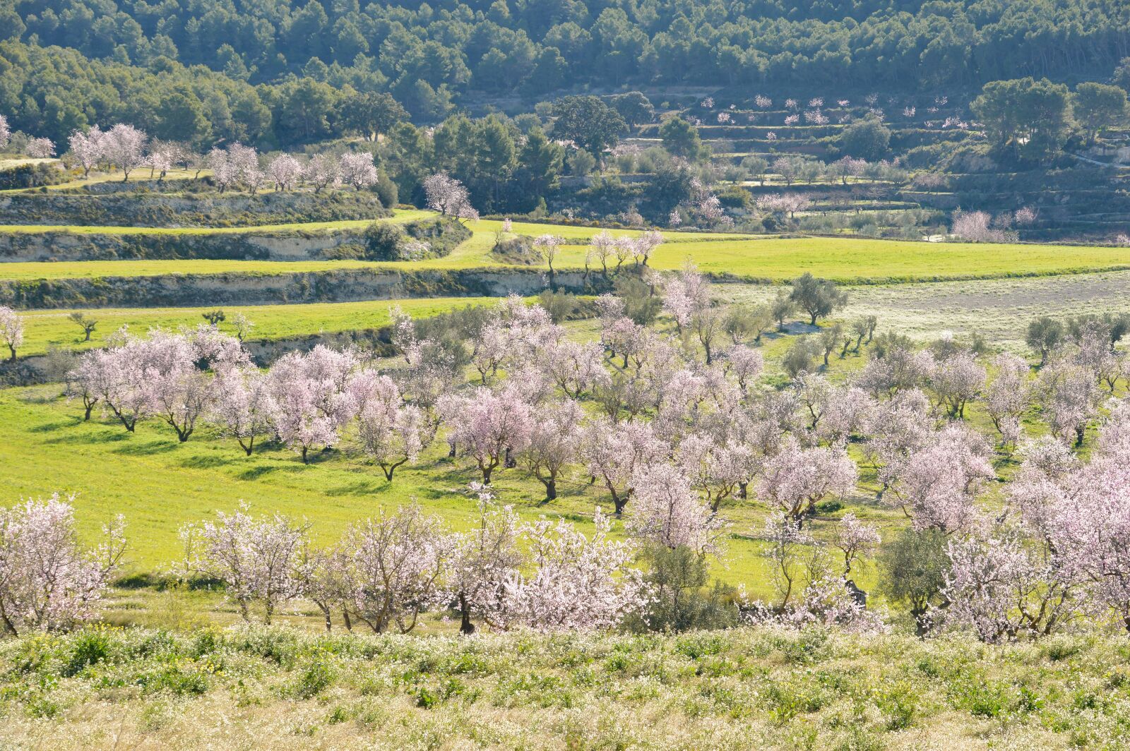 Nikon D3200 sample photo. Nature, trees, landscape photography