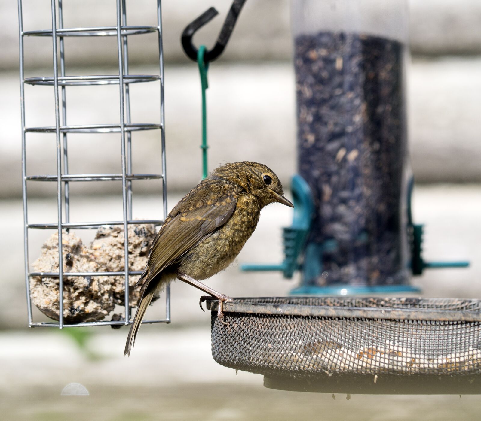 Panasonic Lumix G Vario 100-300mm F4-5.6 OIS sample photo. Garden birds, feeding, nature photography