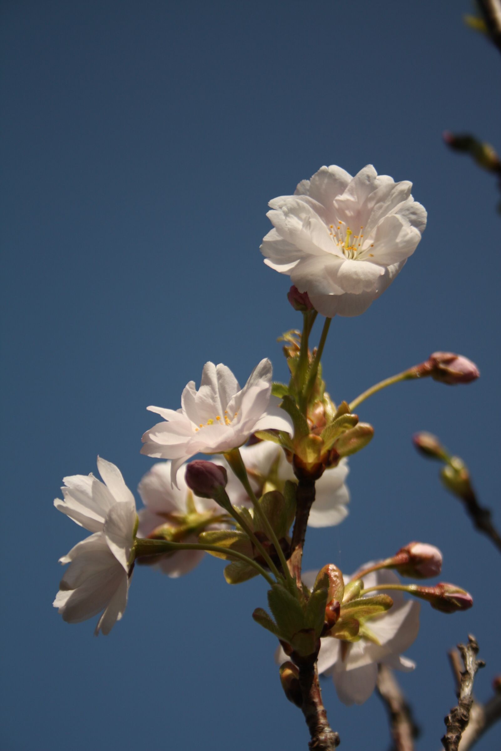 Canon EOS 450D (EOS Rebel XSi / EOS Kiss X2) sample photo. Spring, blossom photography