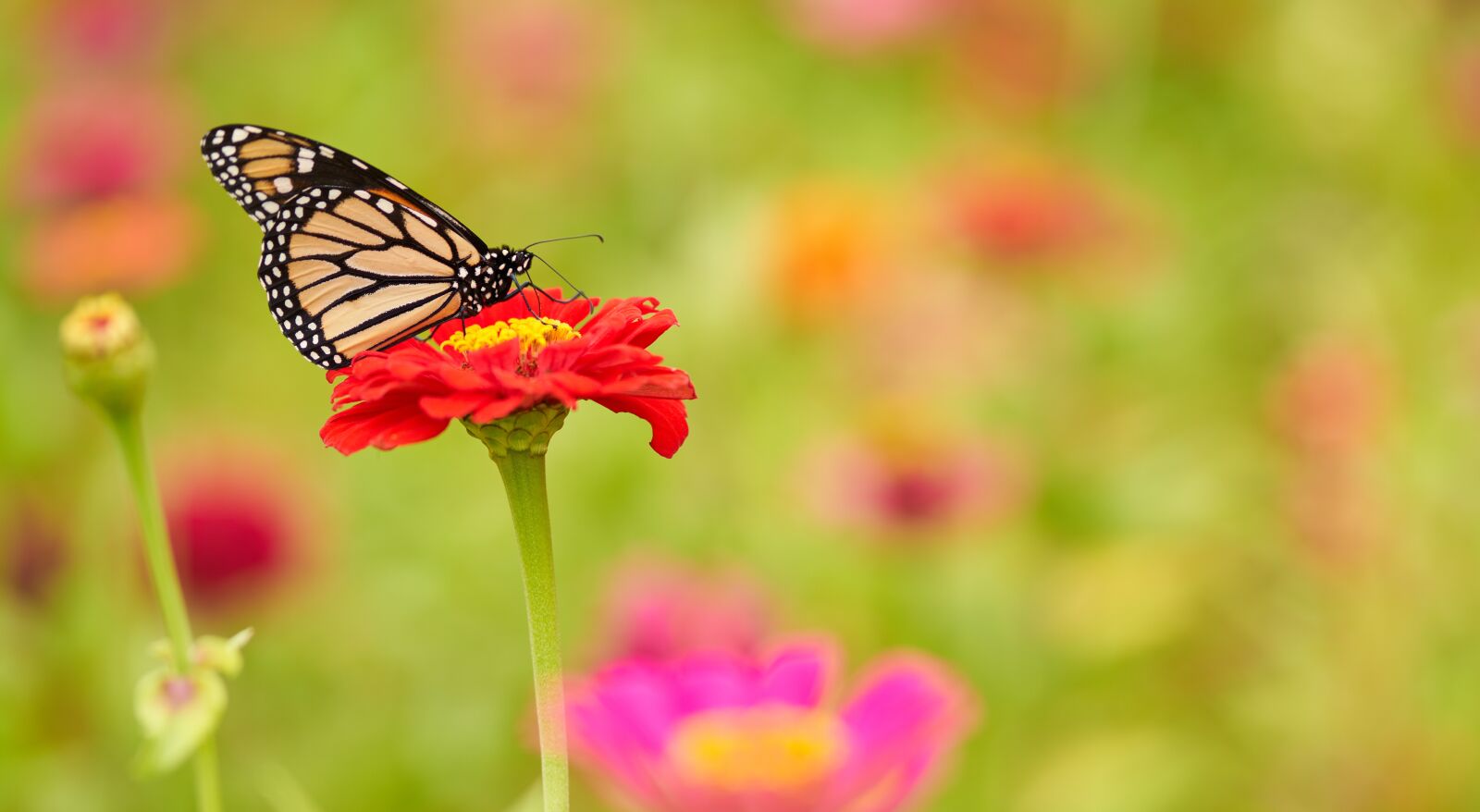 Sony FE 85mm F1.8 sample photo. Monarch, butterfly, flower photography