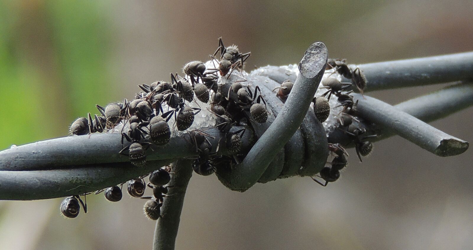 Nikon Coolpix P510 sample photo. Nature, macro, ants photography