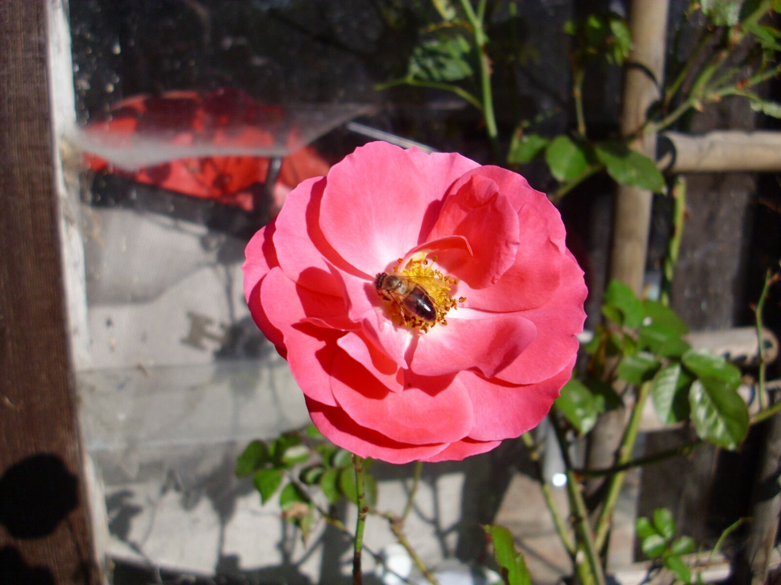Agfa DC-1033m sample photo. Rose, blossom, bloom photography
