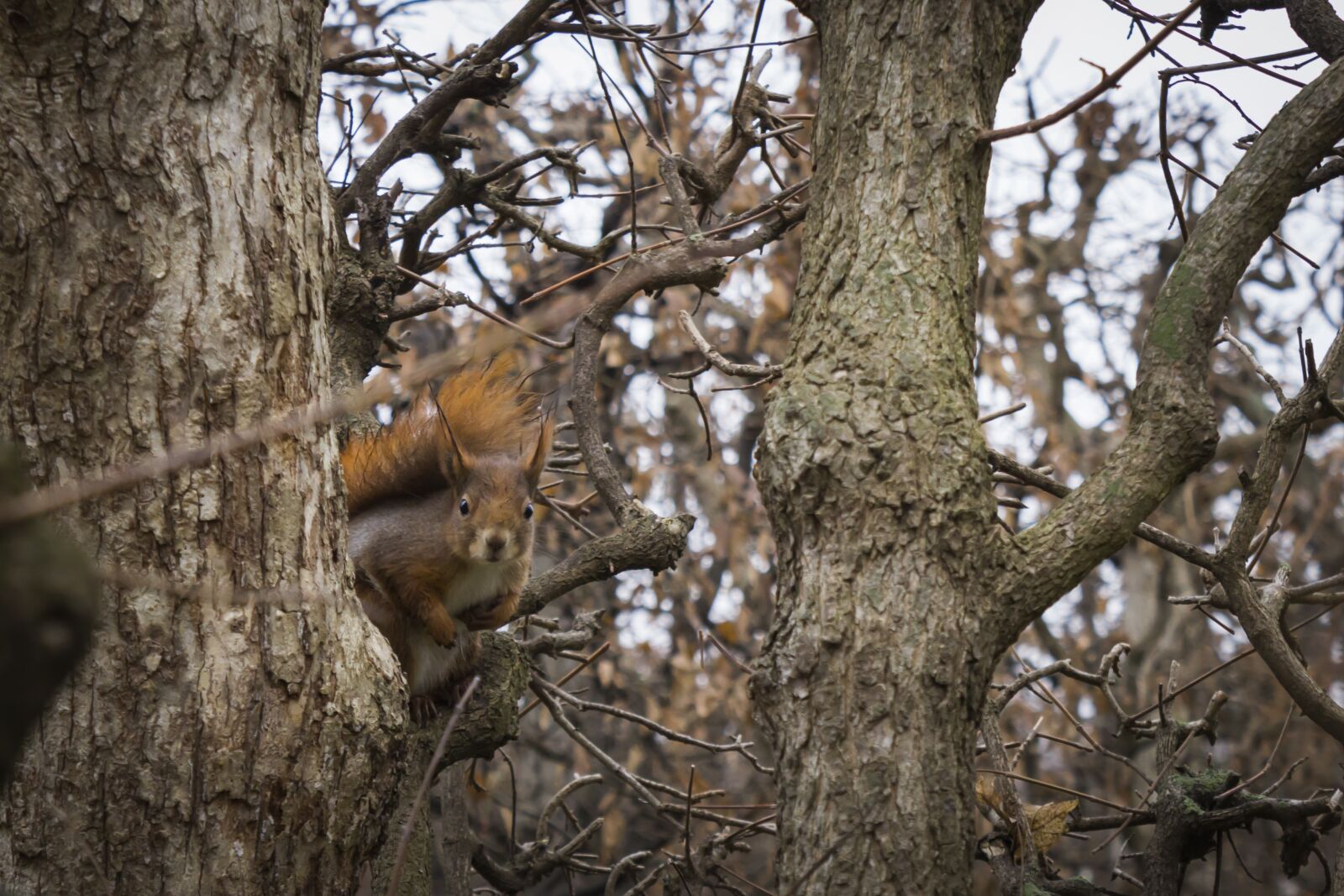 Canon EOS 60D sample photo. Squirrel, trees, animal photography