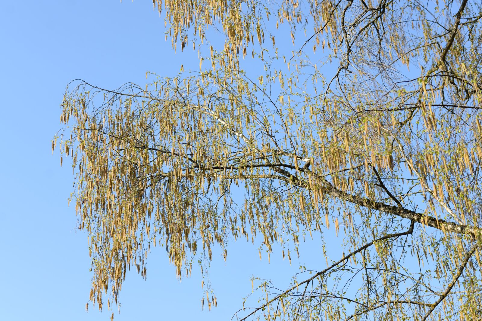 Nikon D610 sample photo. Spring, green, tree photography