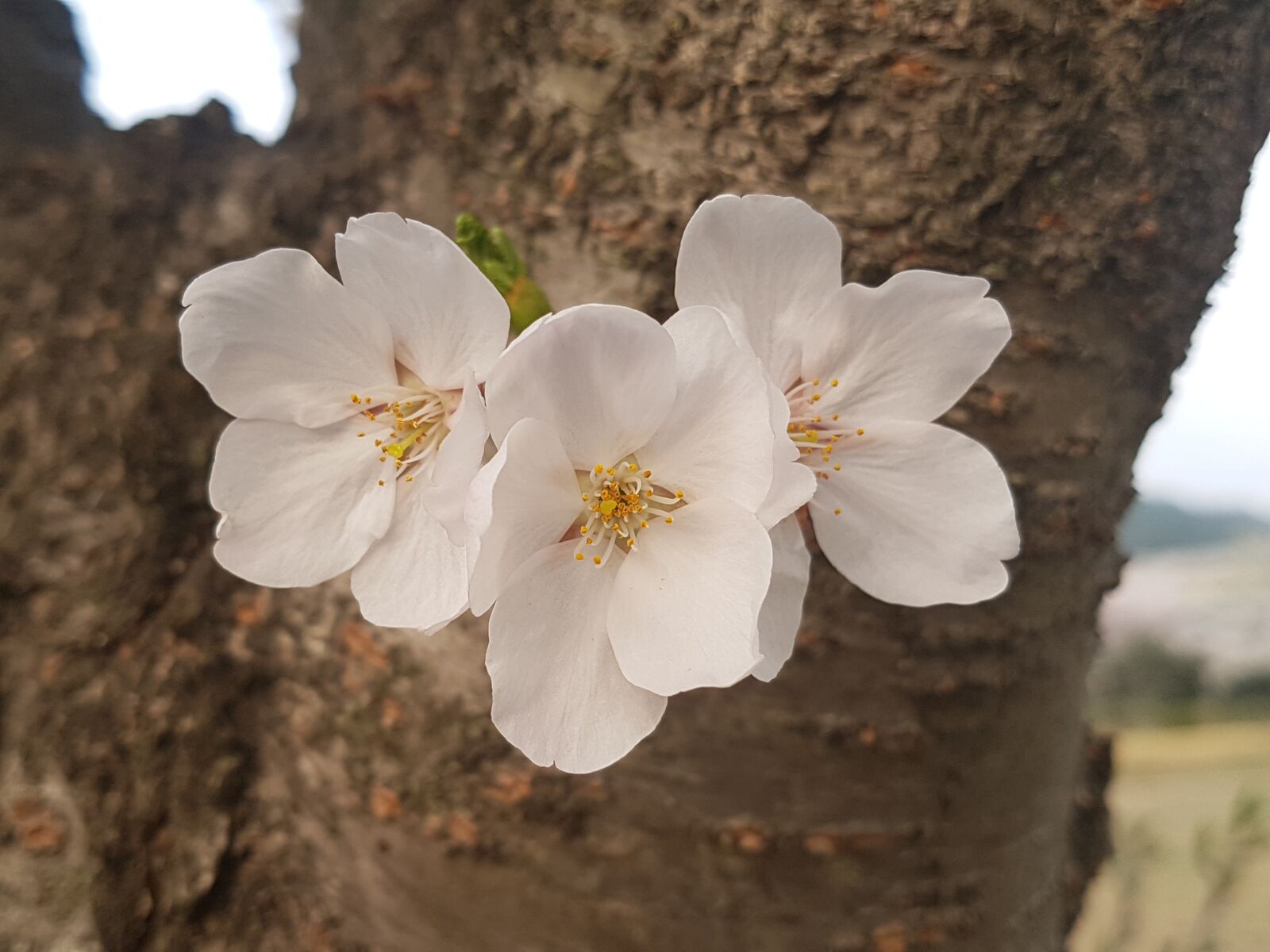 Samsung Galaxy S7 Edge sample photo. Cherry blossom, nature, plants photography