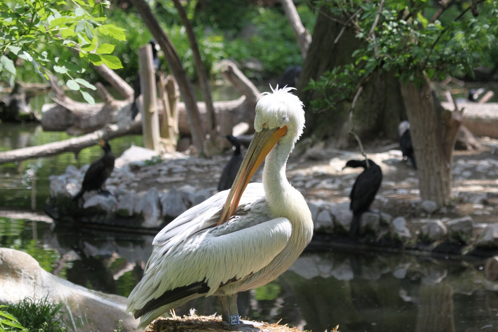 Canon EOS 500D (EOS Rebel T1i / EOS Kiss X3) sample photo. Pelikan, bird, nature photography