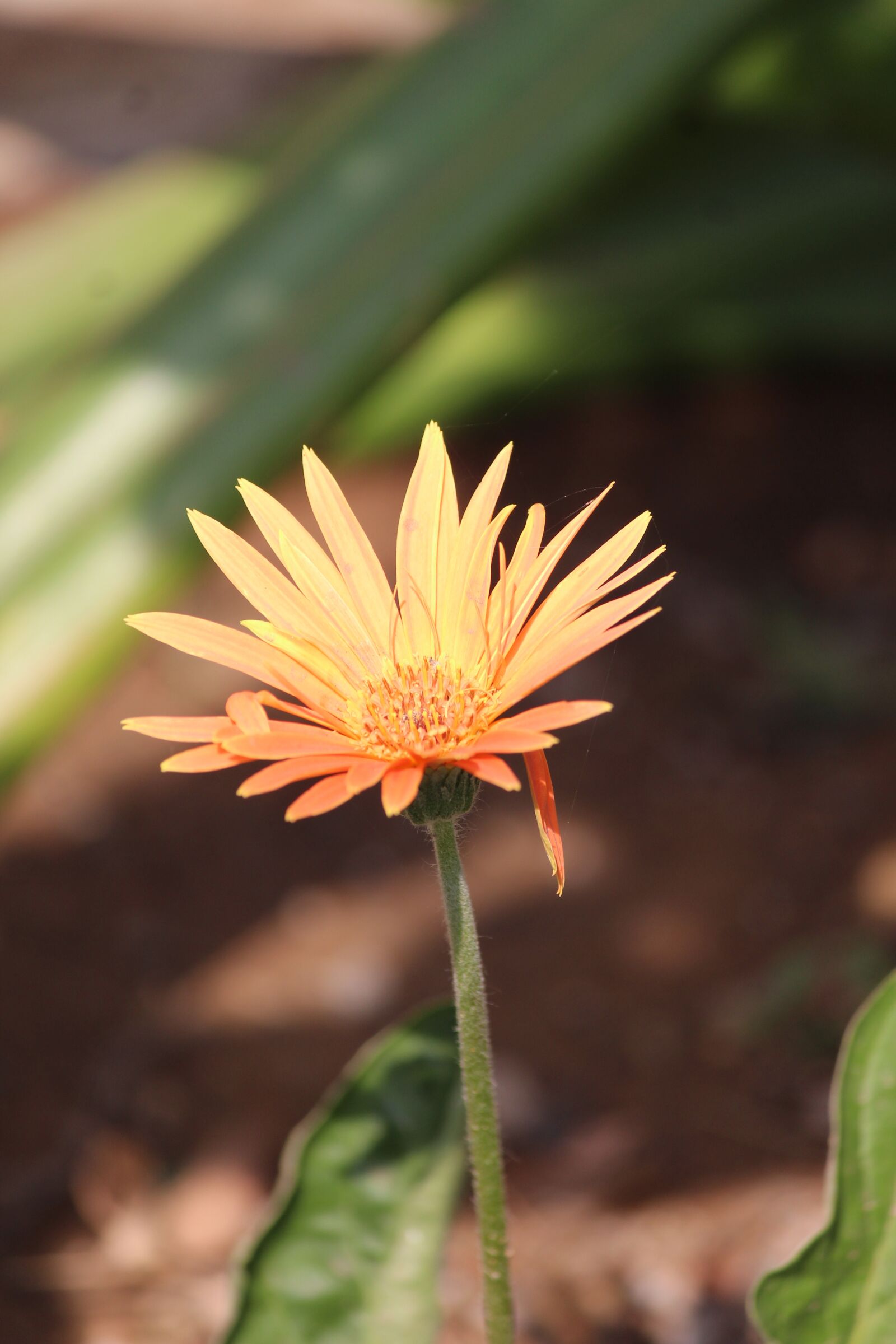 Canon EOS 700D (EOS Rebel T5i / EOS Kiss X7i) sample photo. Nature, flora, flower photography