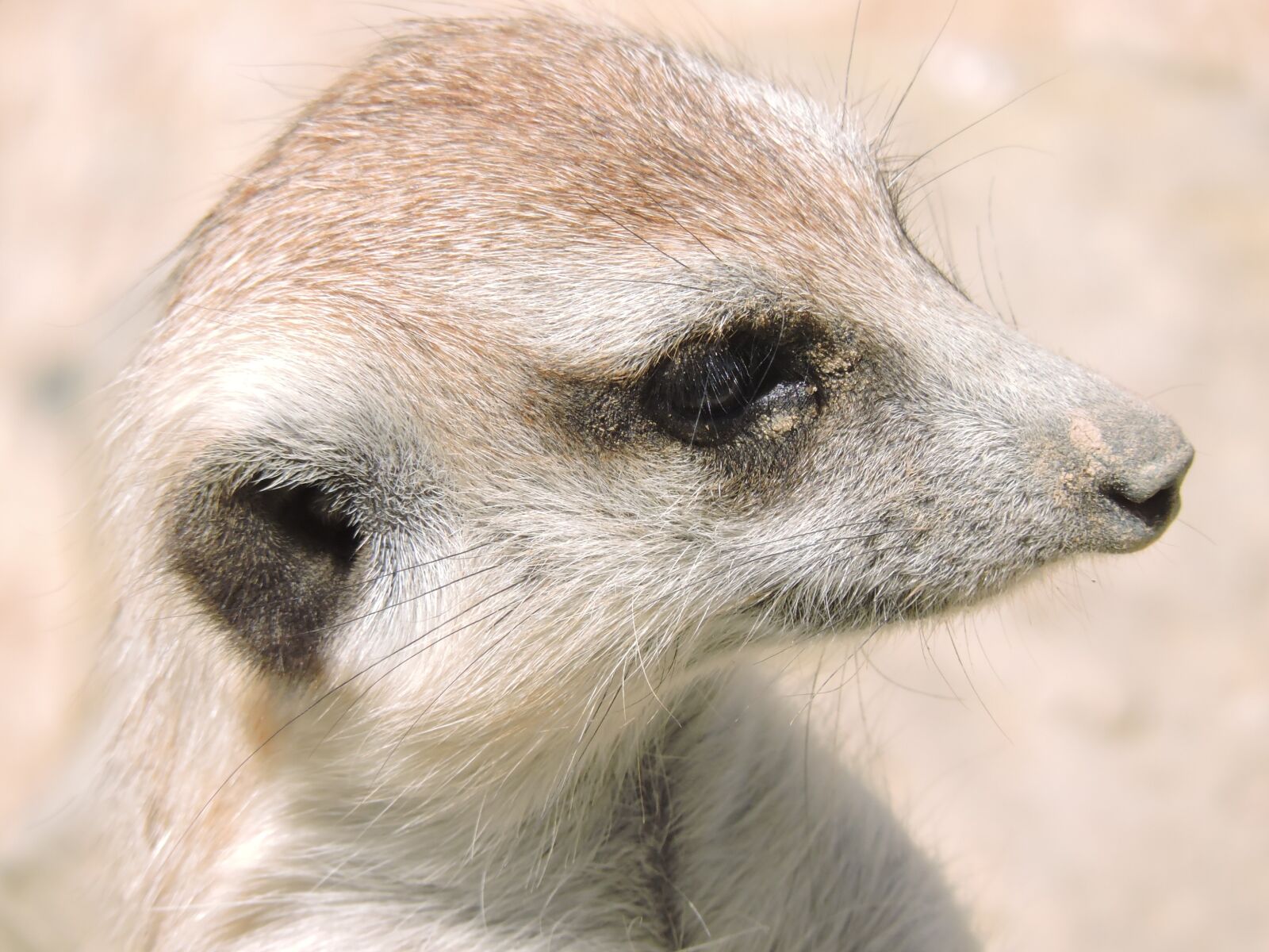 Nikon Coolpix P530 sample photo. Meerkat, animals, nature photography