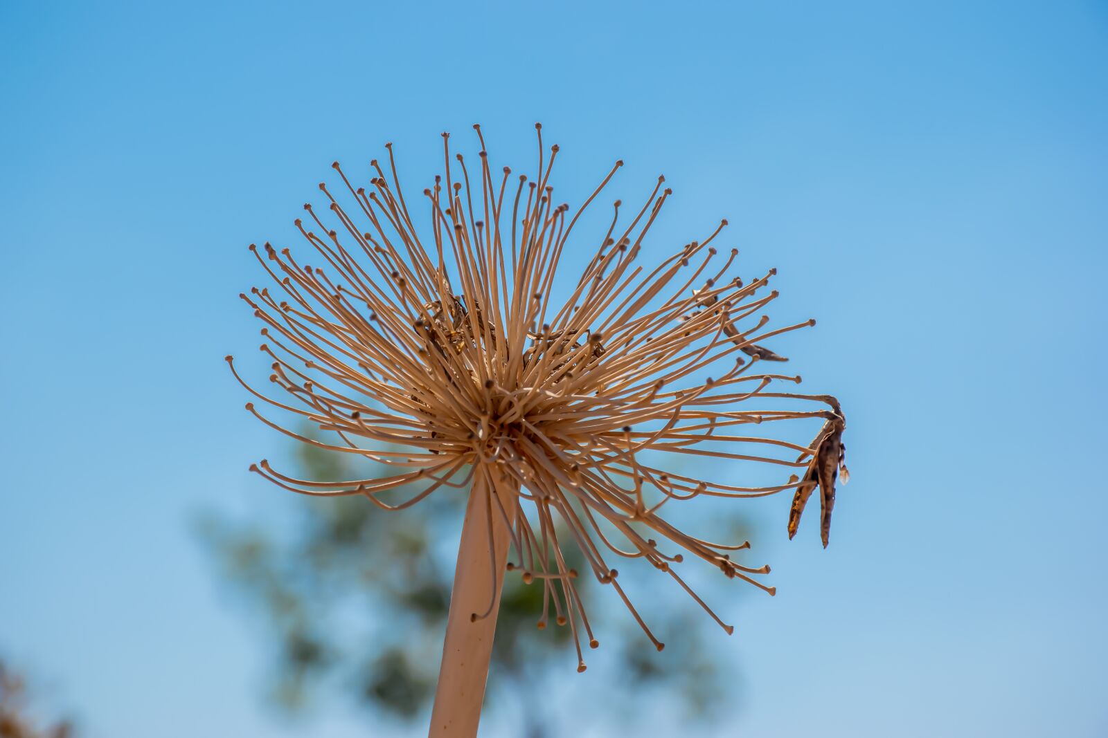 Nikon D5600 sample photo. Plant, seeds, flower photography