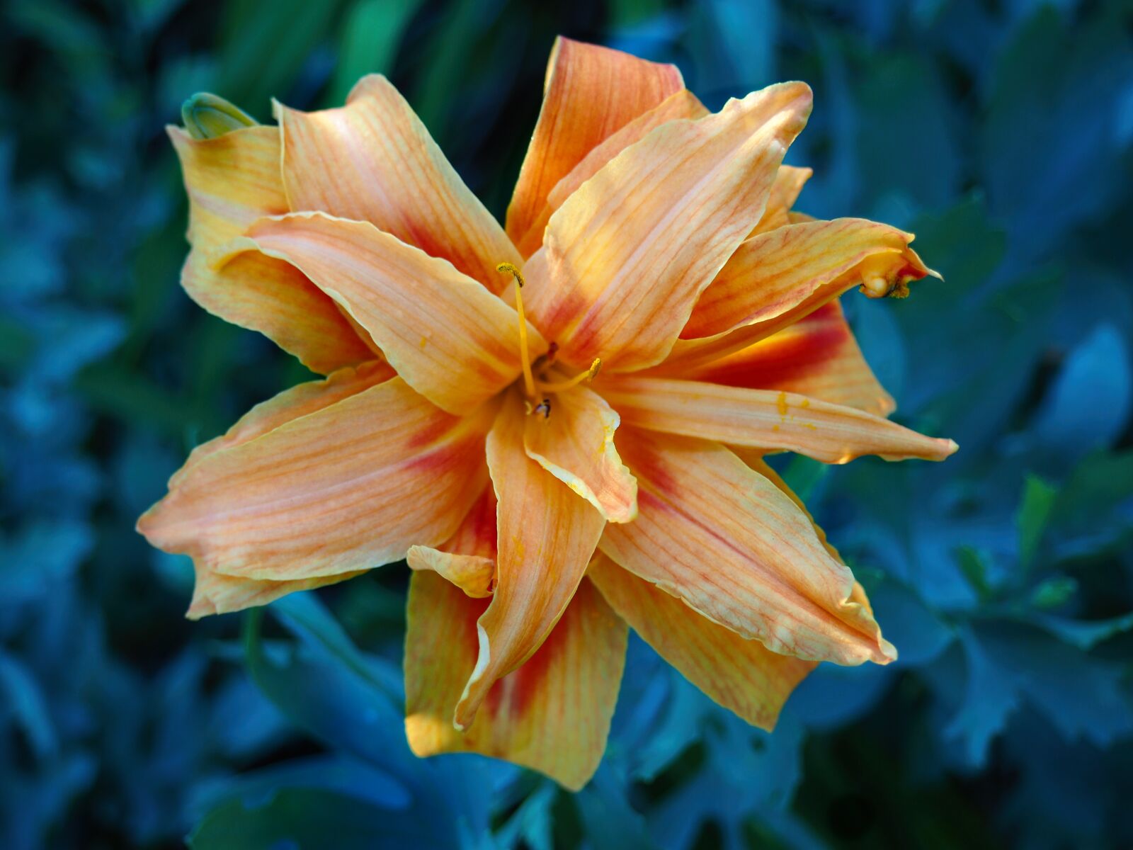 Olympus OM-D E-M10 II sample photo. Lily, flower, park photography