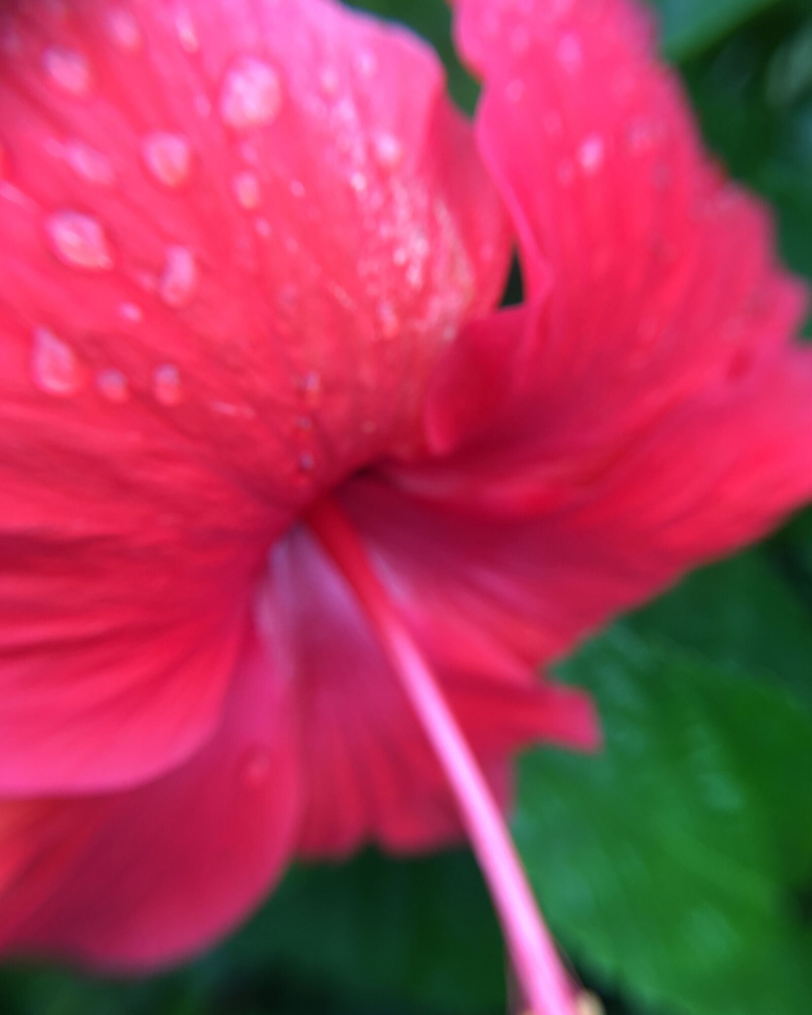 Apple iPhone 6s Plus sample photo. Hibiscus photography