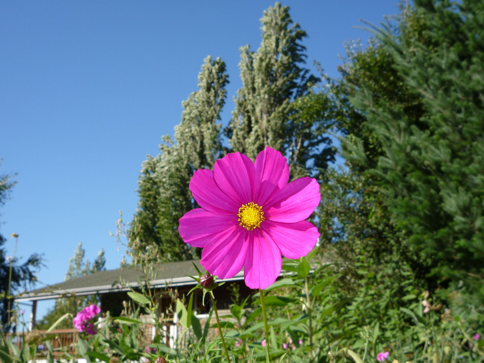 Panasonic DMC-FS5 sample photo