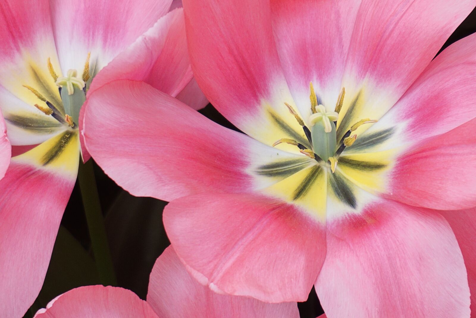 Sony a5100 sample photo. Tulip, flower, bloom photography