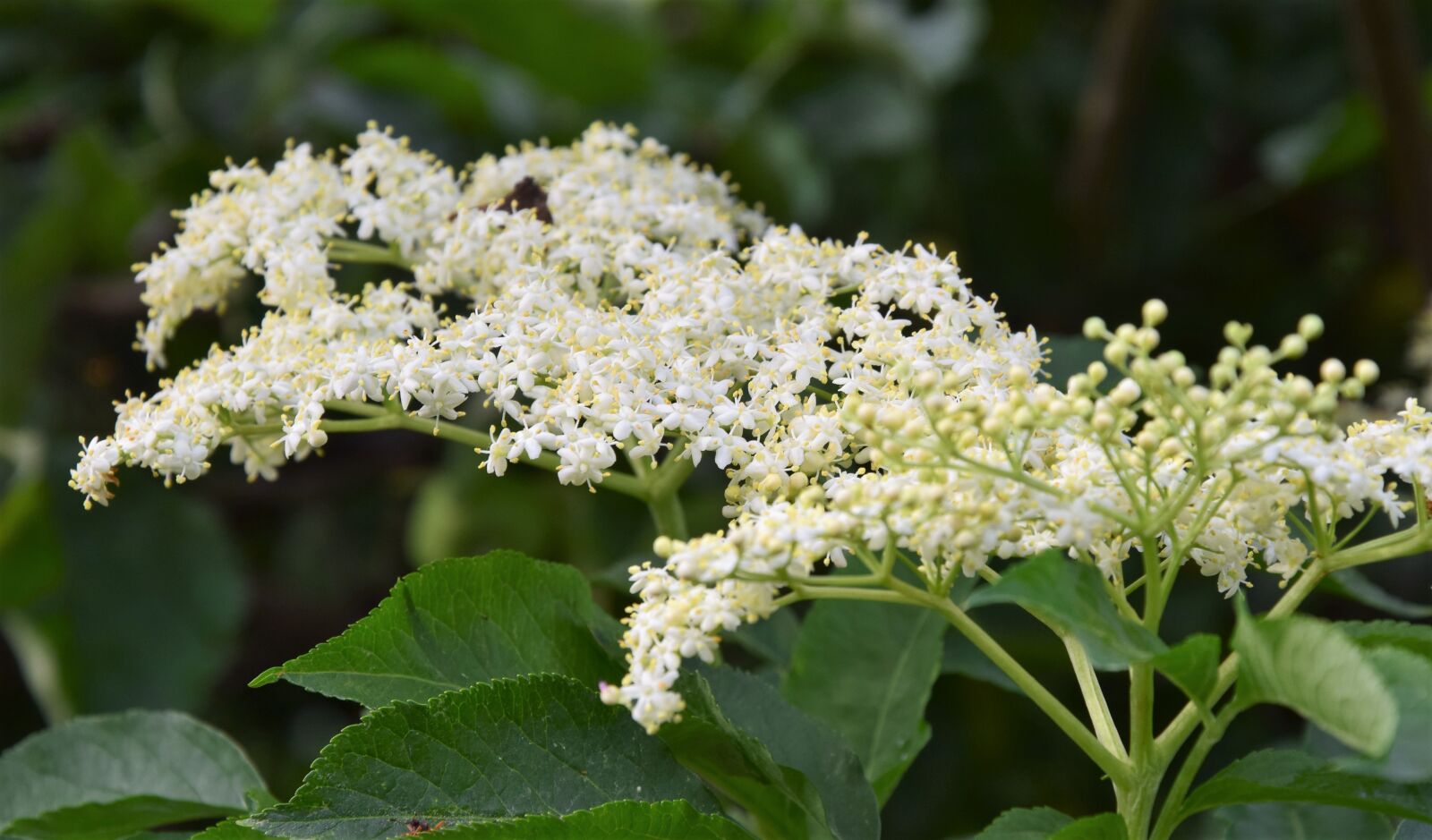 Nikon D5300 sample photo. Blooming, wild without, nature photography