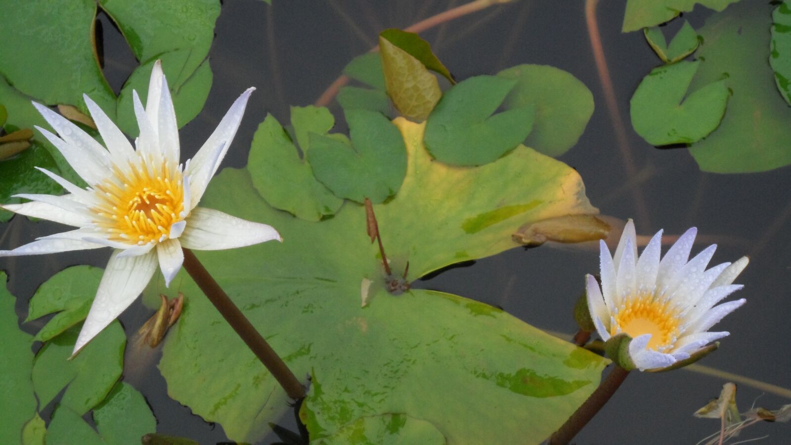 Samsung VLUU ST600, ST600 sample photo. Flowers, lotus, plants photography