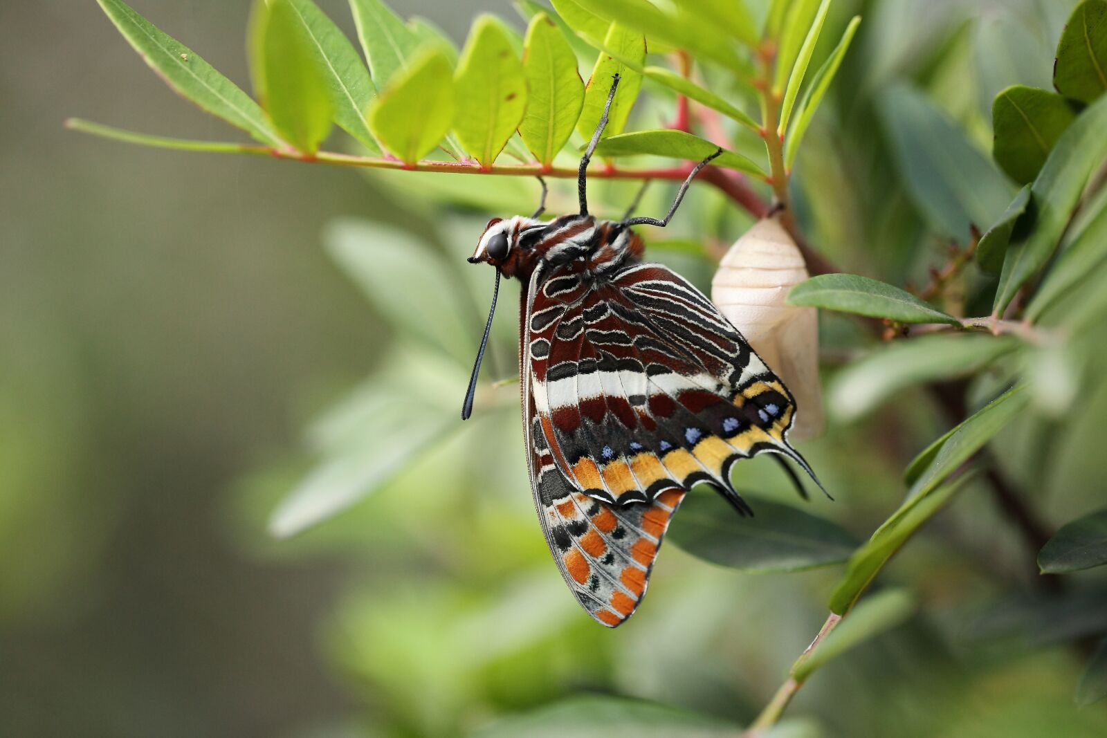 Canon EOS 5D Mark II sample photo. Nature, insect, wing photography