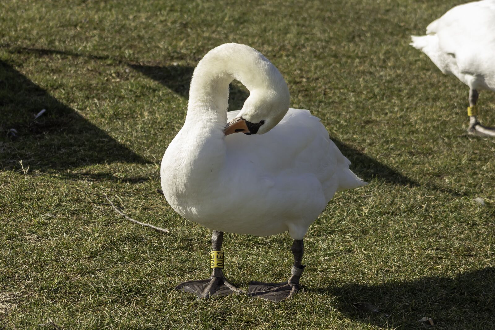 Canon EF75-300mm f/4-5.6 sample photo. Swan, cam, water bird photography