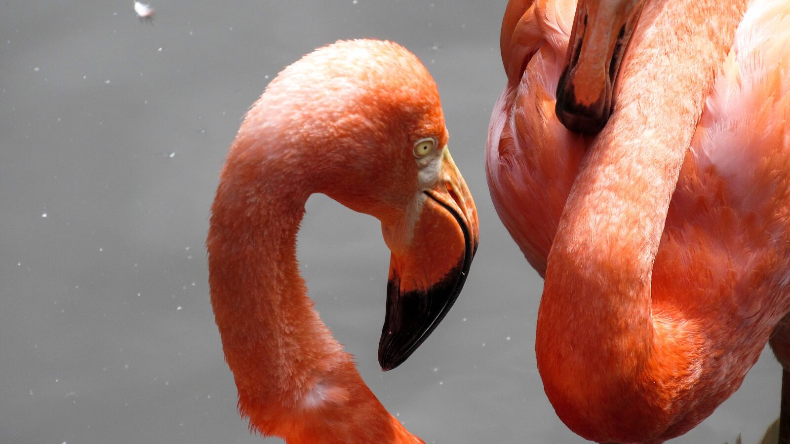 Canon PowerShot SX520 HS sample photo. Exotic, aquatic bird, flamingo photography