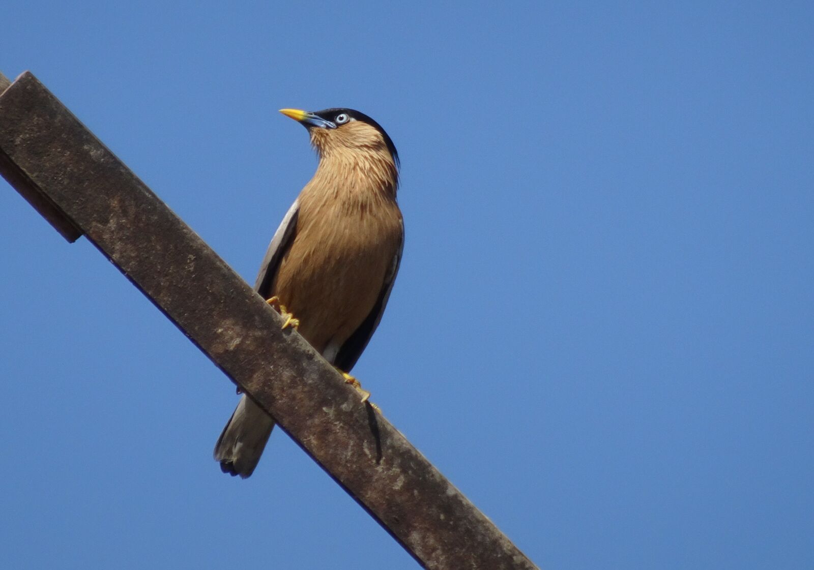 Sony Cyber-shot DSC-HX90V sample photo. Bird, myna, mynah photography