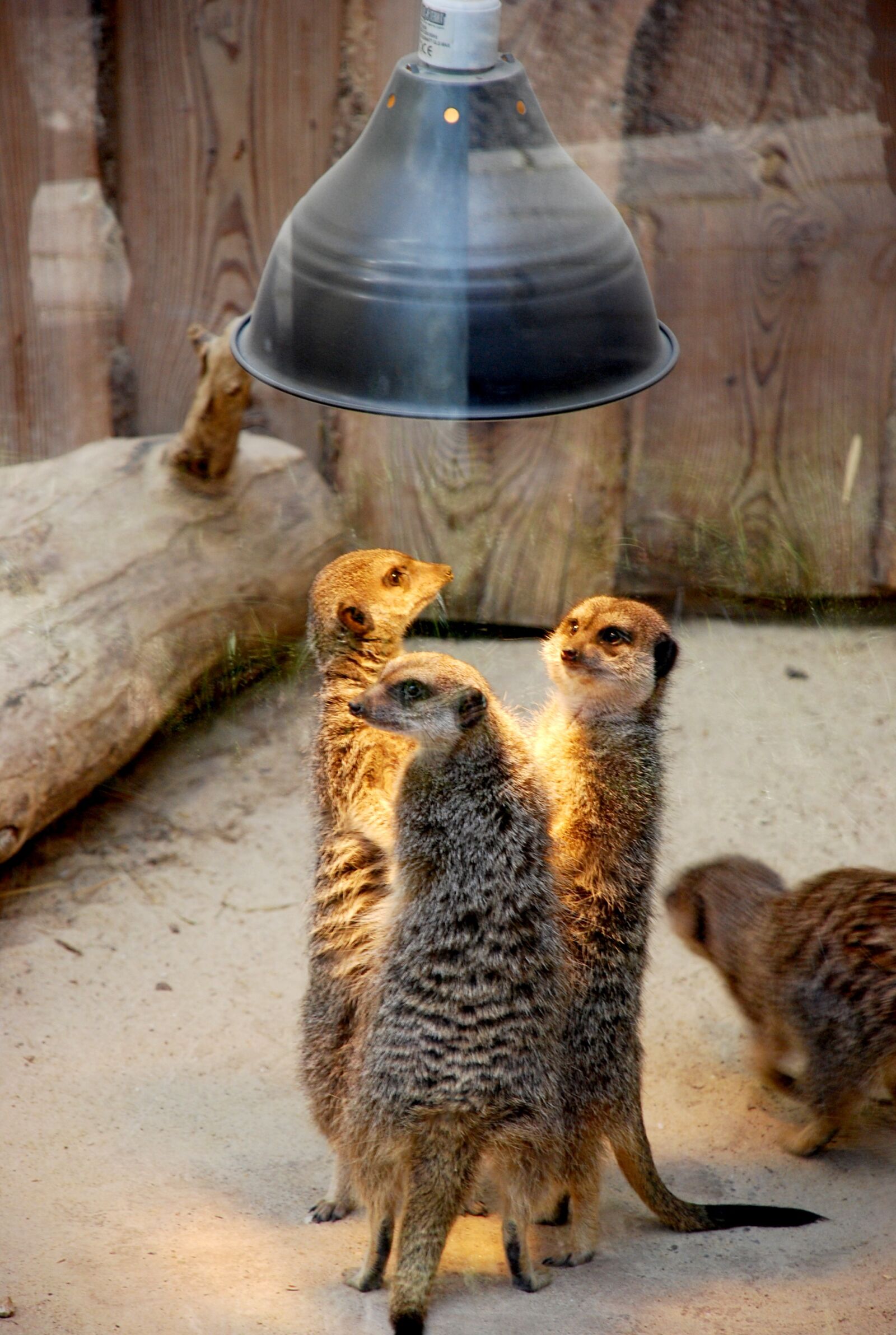 Nikon D40X sample photo. Meerkats, people, talk photography