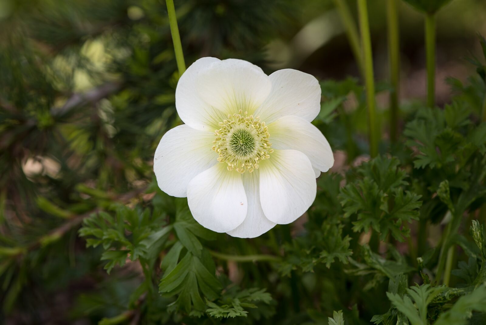 Nikon D750 sample photo. Anemone, white, white anemone photography