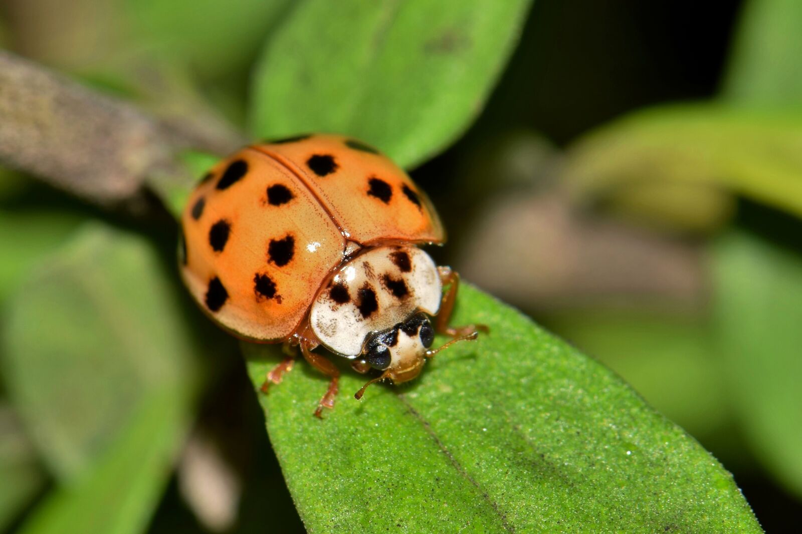 Nikon D5300 sample photo. Ladybug, ladybird, lady beetle photography