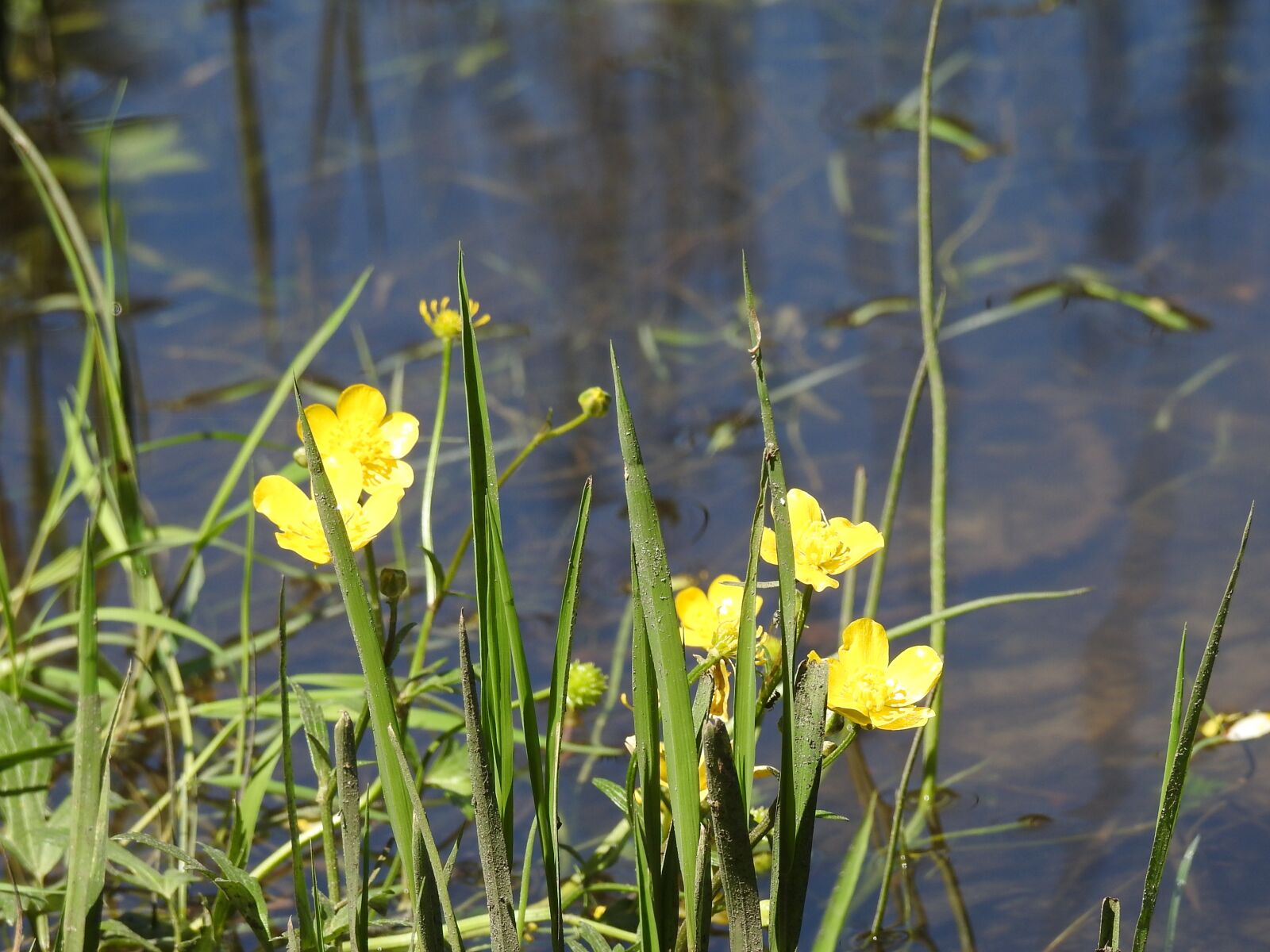 Nikon Coolpix P900 sample photo. A yellow flower, lake photography