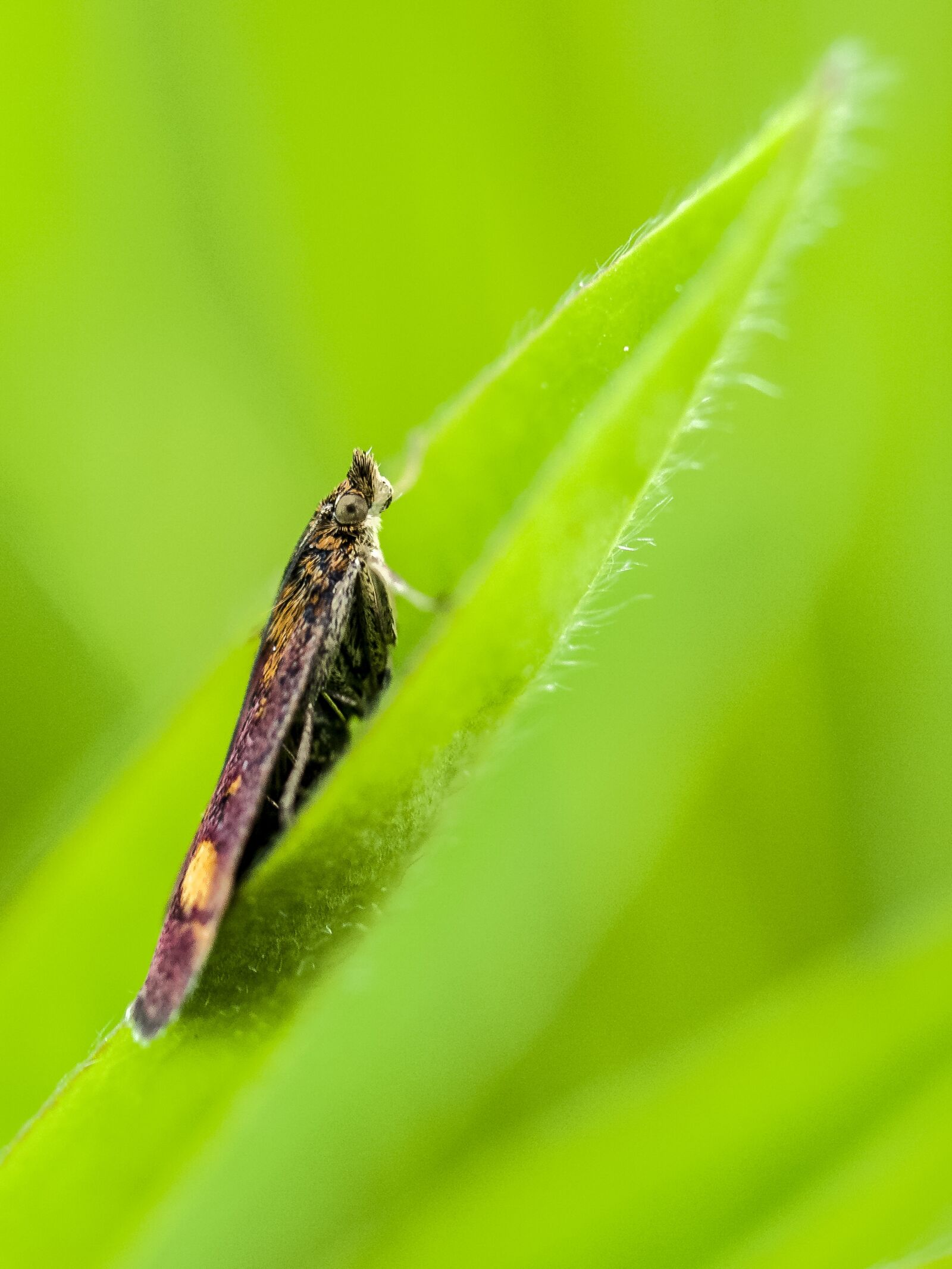 Olympus E-520 (EVOLT E-520) + OLYMPUS 35mm Lens sample photo. Butterfly, nature, animal photography