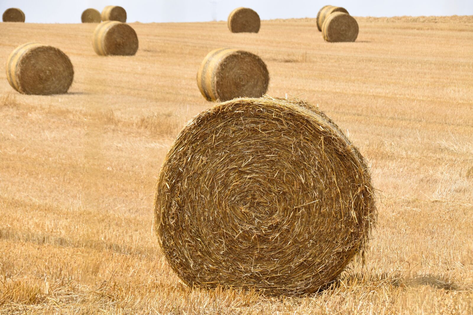 Nikon D5600 sample photo. Roumbaler, roumbaler straw, straw photography