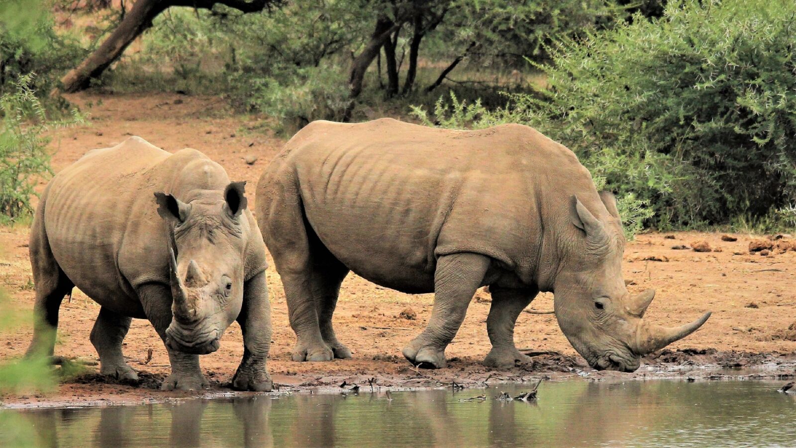 Canon EOS 60D sample photo. White rhino, drinking, giants photography