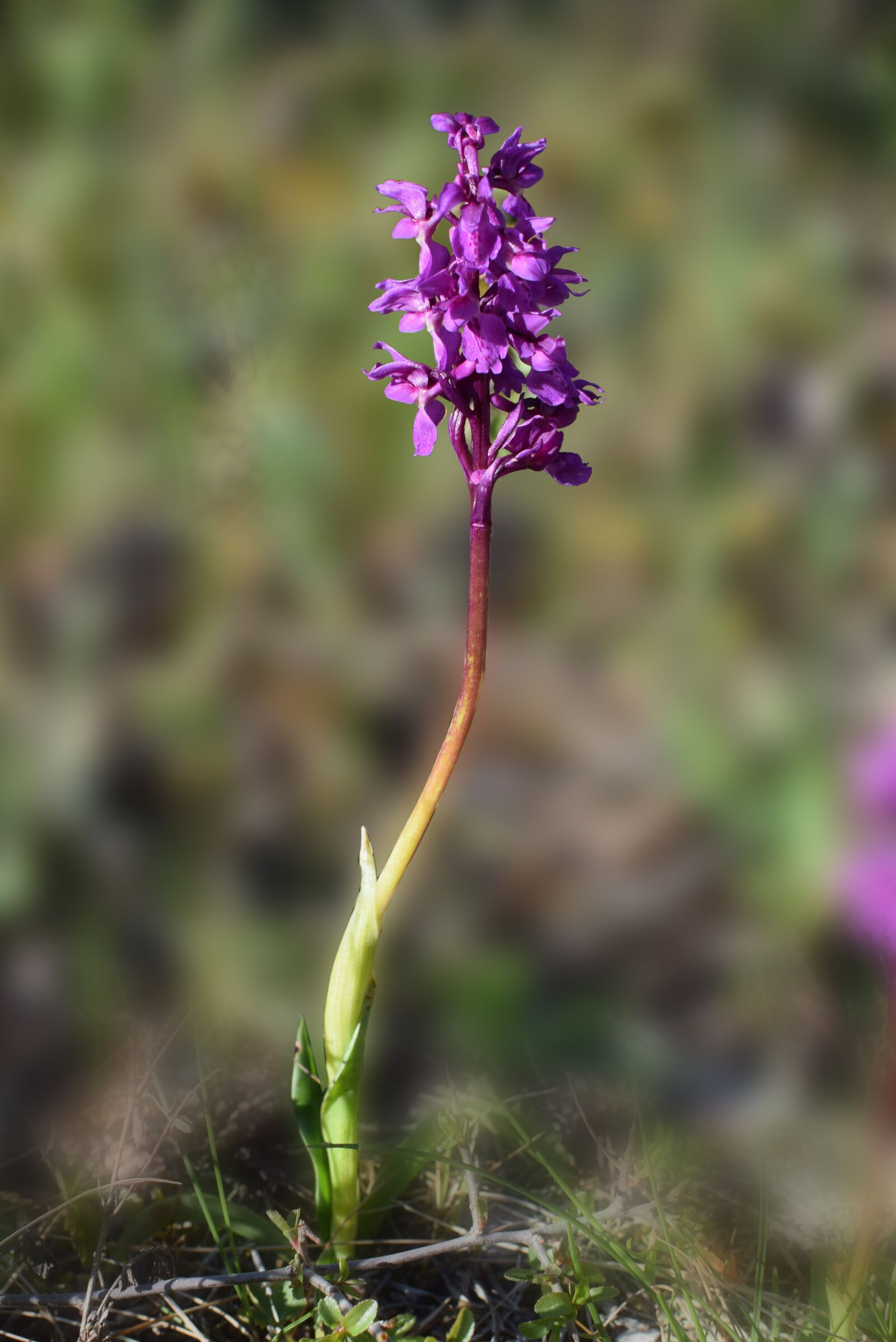 Nikon D5300 sample photo. Flower, orkidee, saint peter photography