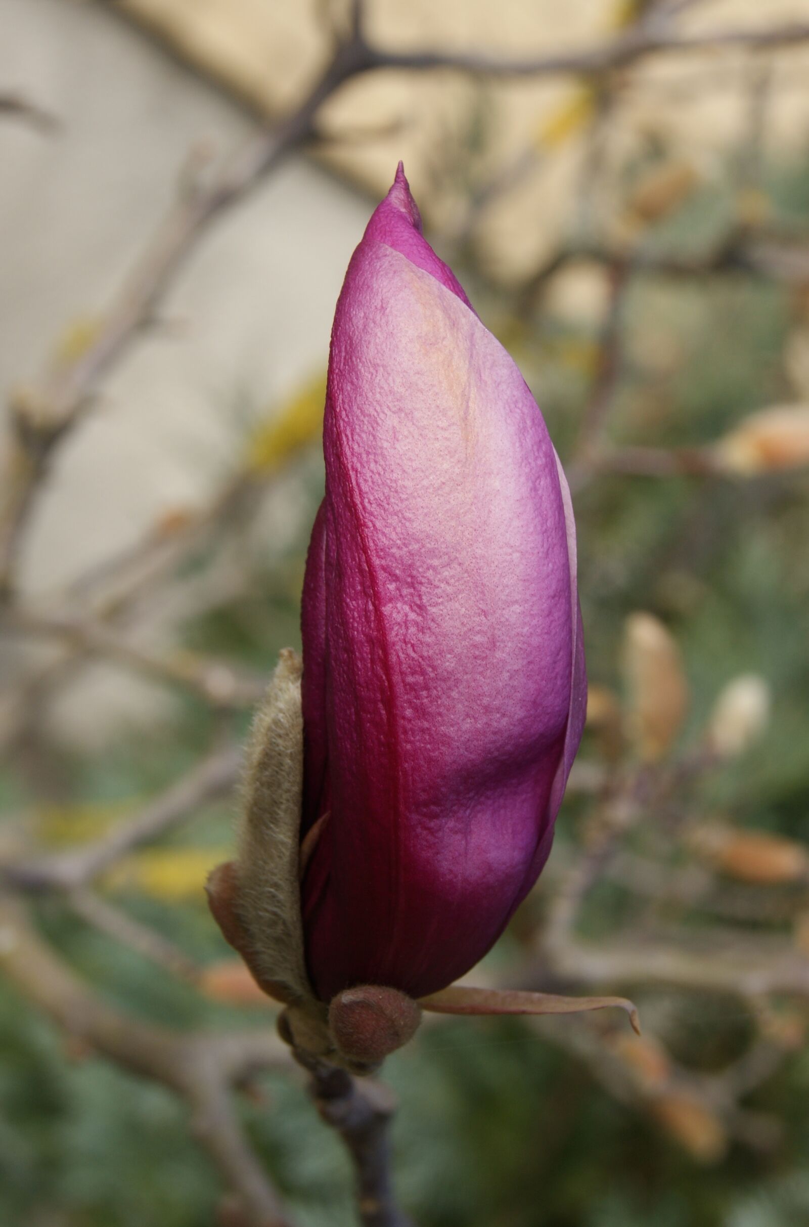 Sony Alpha DSLR-A290 sample photo. Magnolia, flower, nature photography