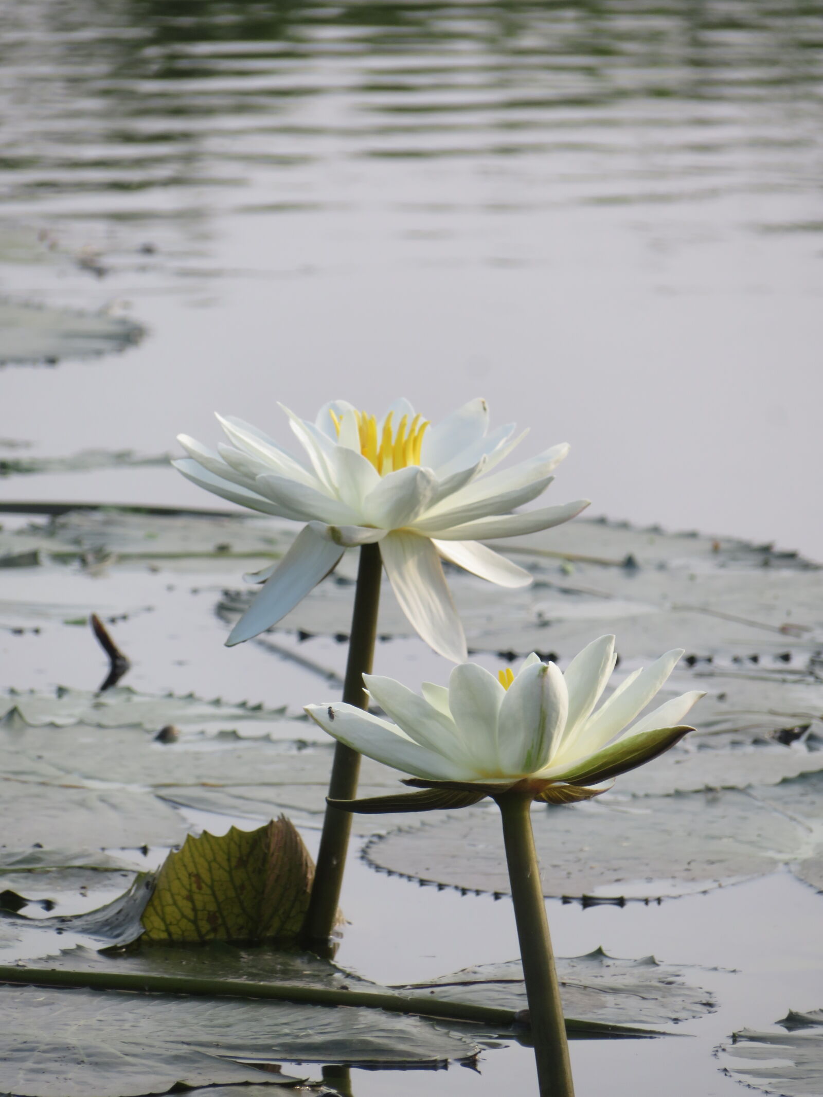 Canon PowerShot SX720 HS sample photo