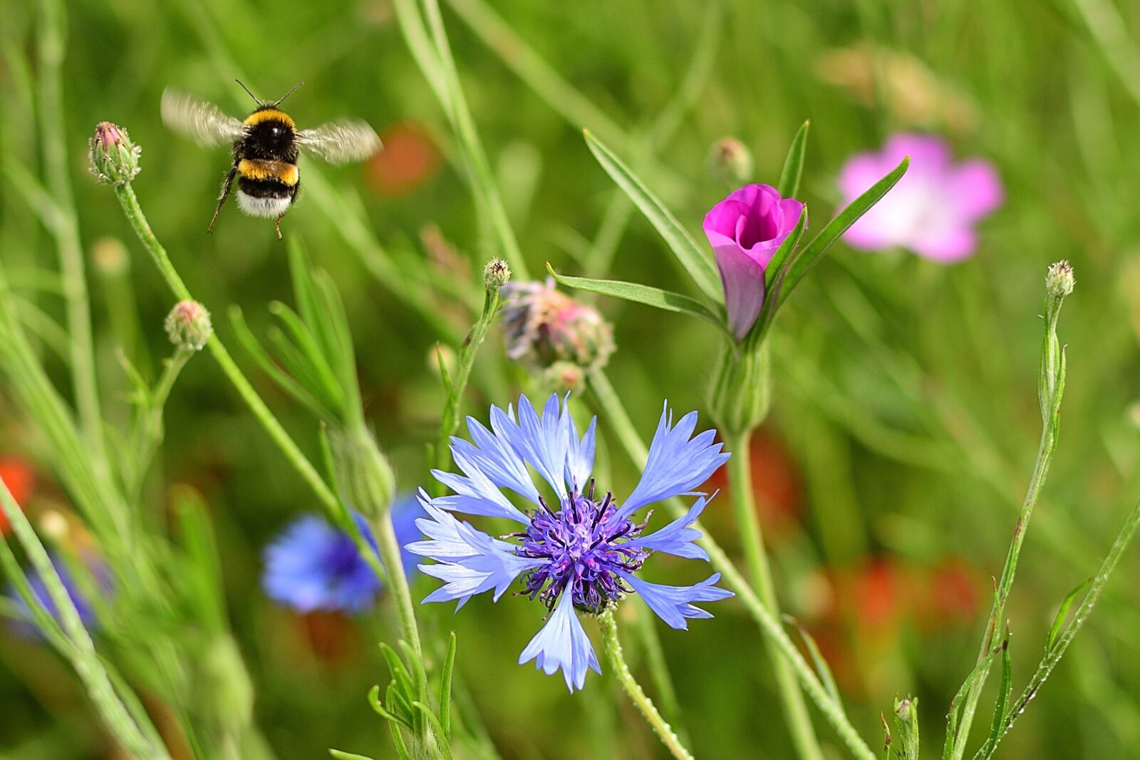 Nikon D7500 sample photo. Summer, flower meadow, hummel photography