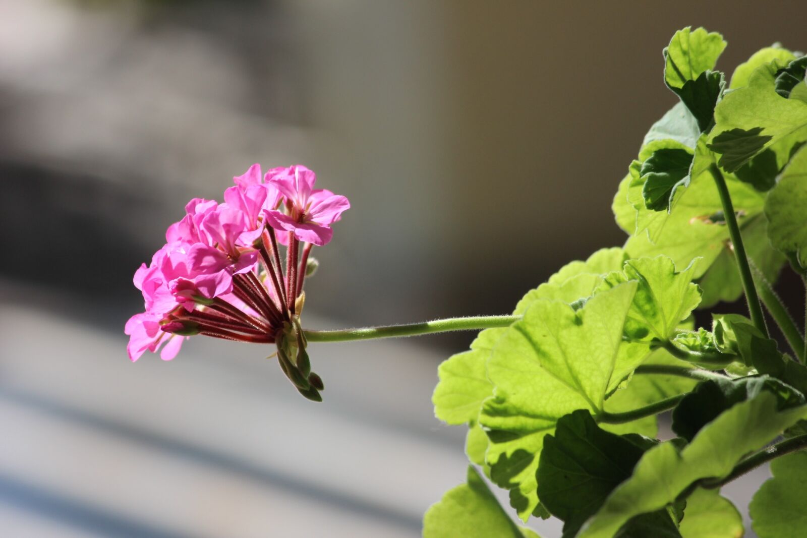 Canon EOS 600D (Rebel EOS T3i / EOS Kiss X5) sample photo. Flower, concerning, plant photography