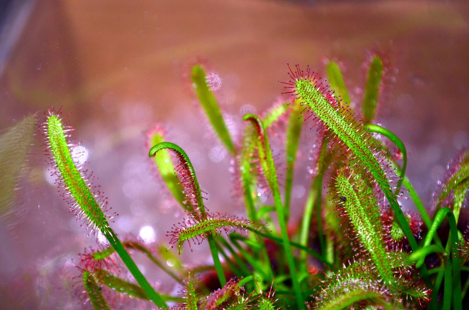 Nikon D5100 sample photo. Drosera, carnivorous plant, plant photography