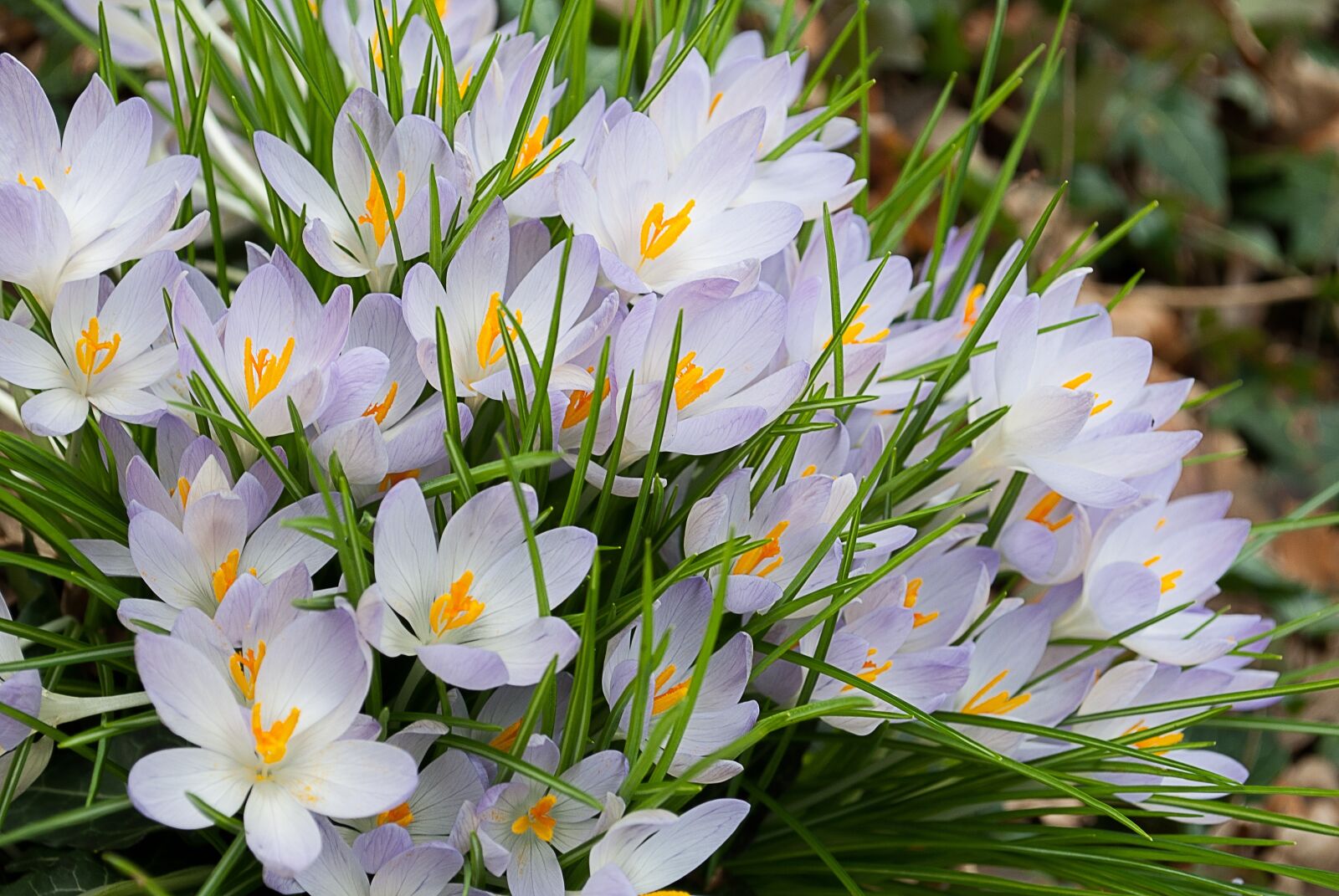 Nikon D3000 sample photo. Crocus, flower, crocuses photography