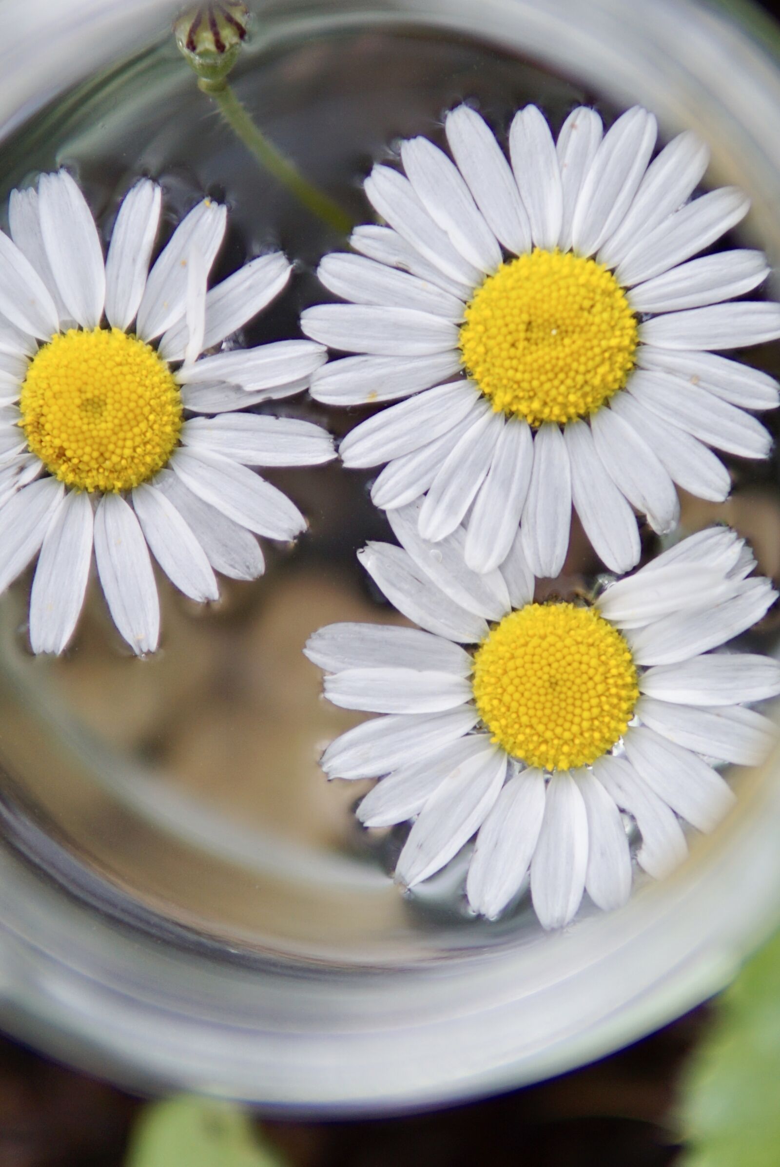 30mm F1.4 DC DN | Contemporary 016 sample photo. Daisies, poppy capsule, from photography