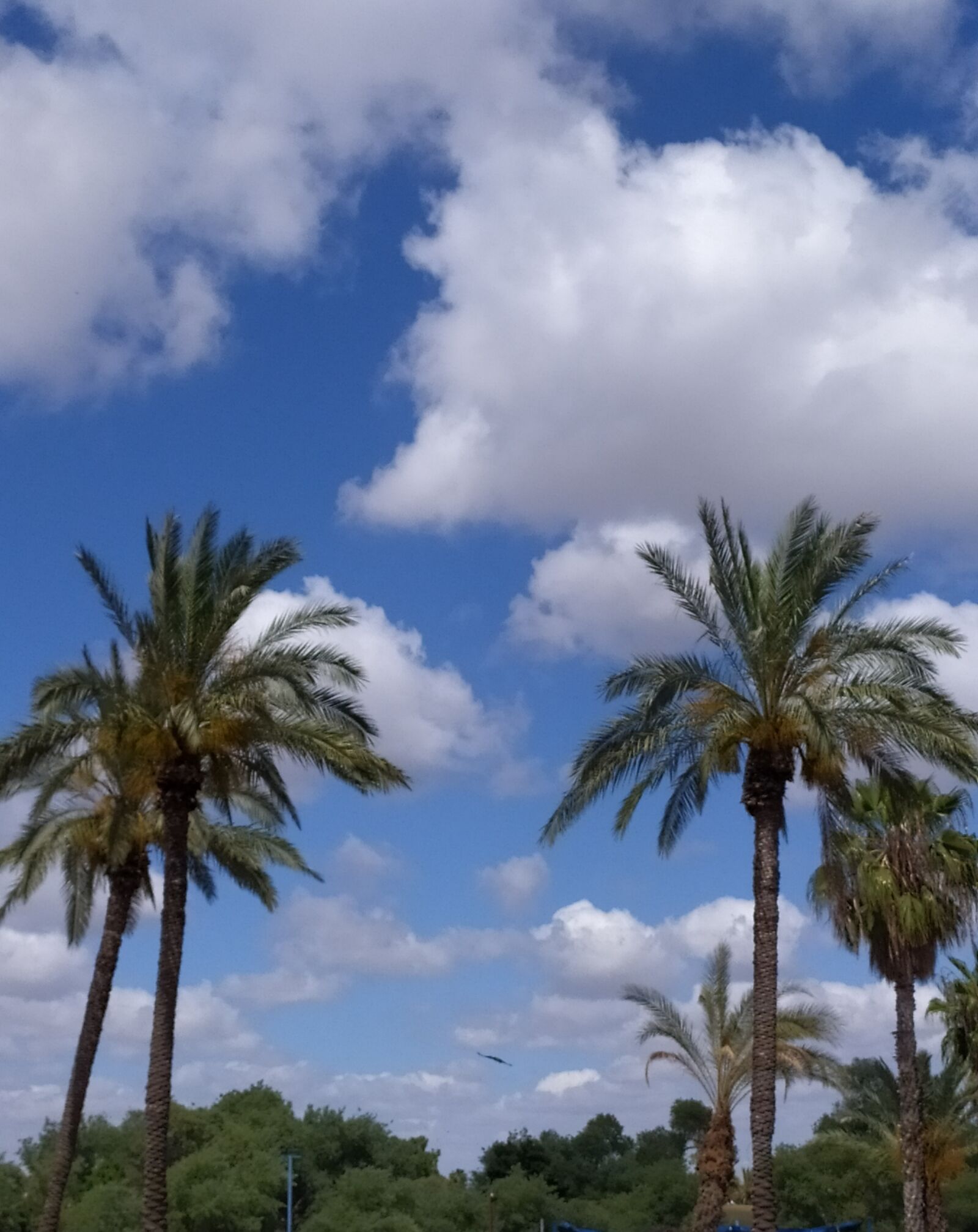 Xiaomi Redmi Note 8 sample photo. Sky, tree, nature photography